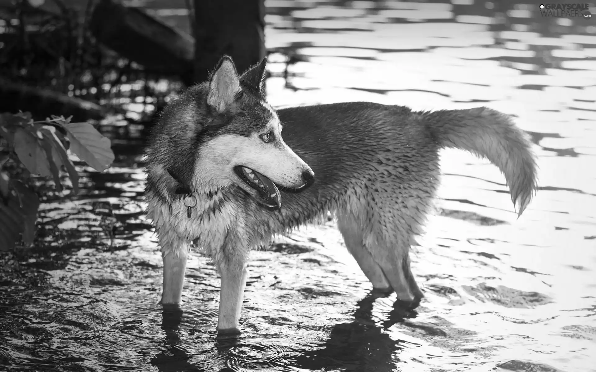 water, dog, Siberian Husky