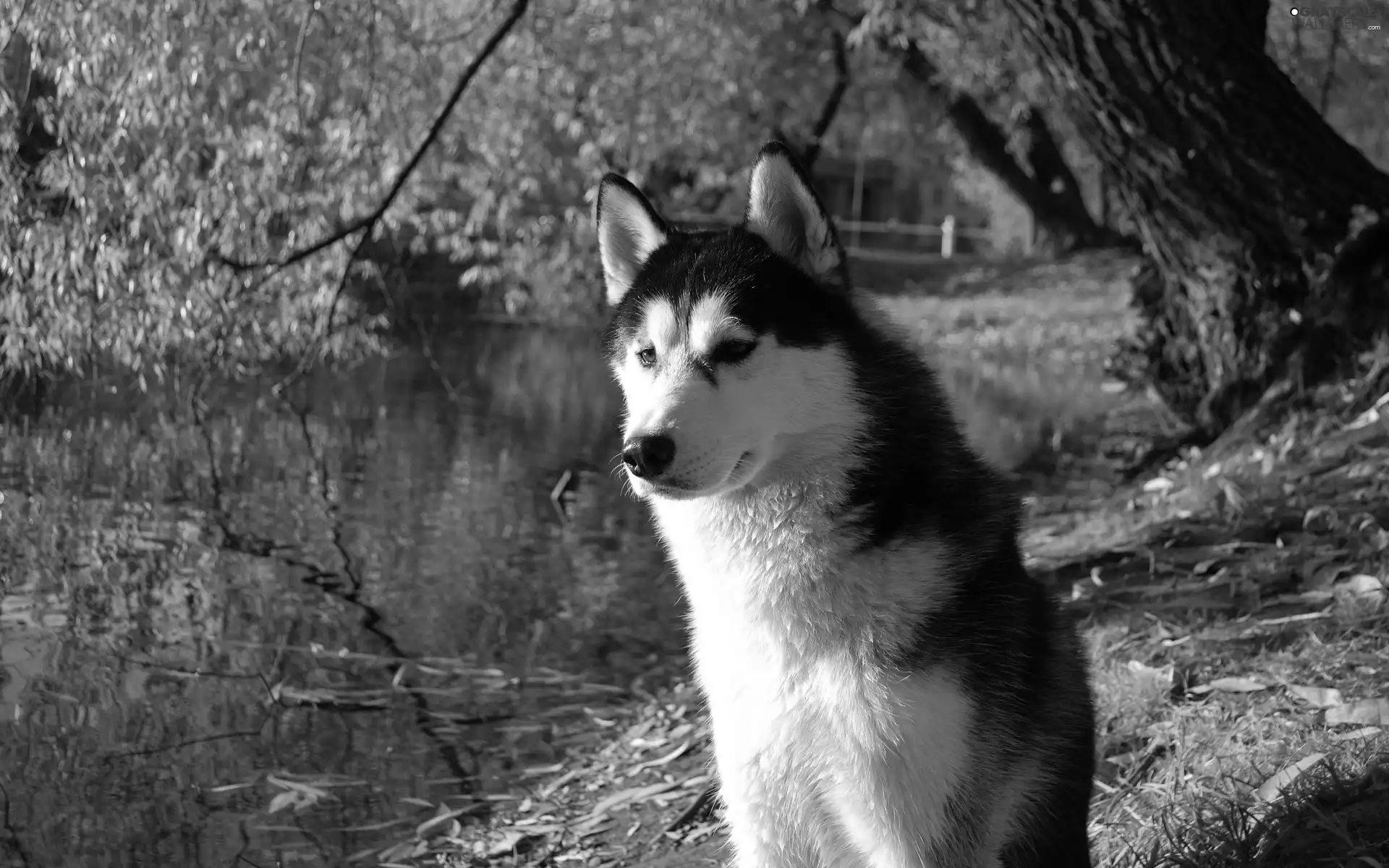 Siberian Husky, water