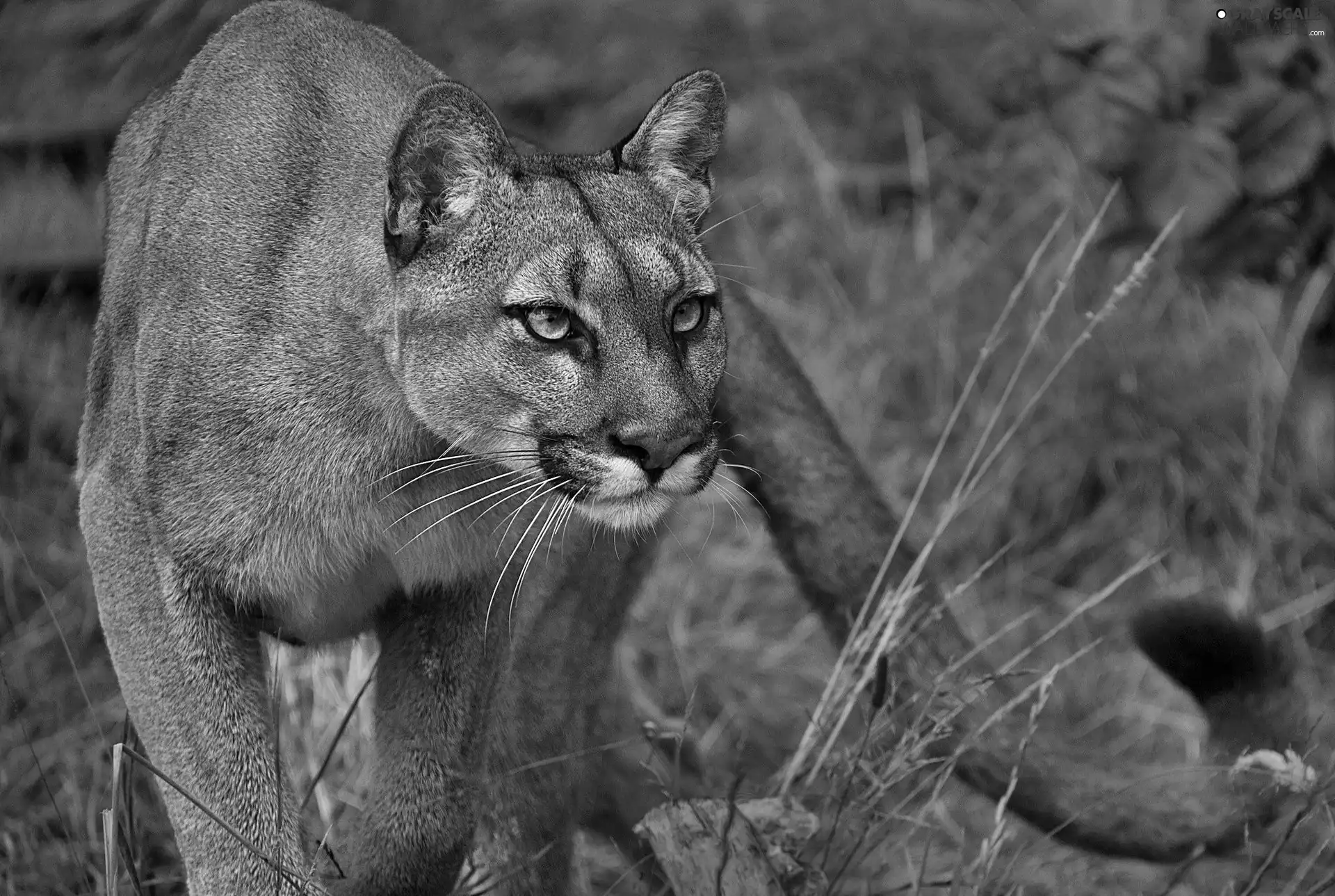 Sight, cougar, predatory