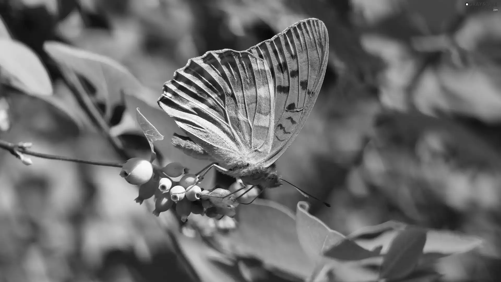 butterfly, Silver-washed Fritillary, male