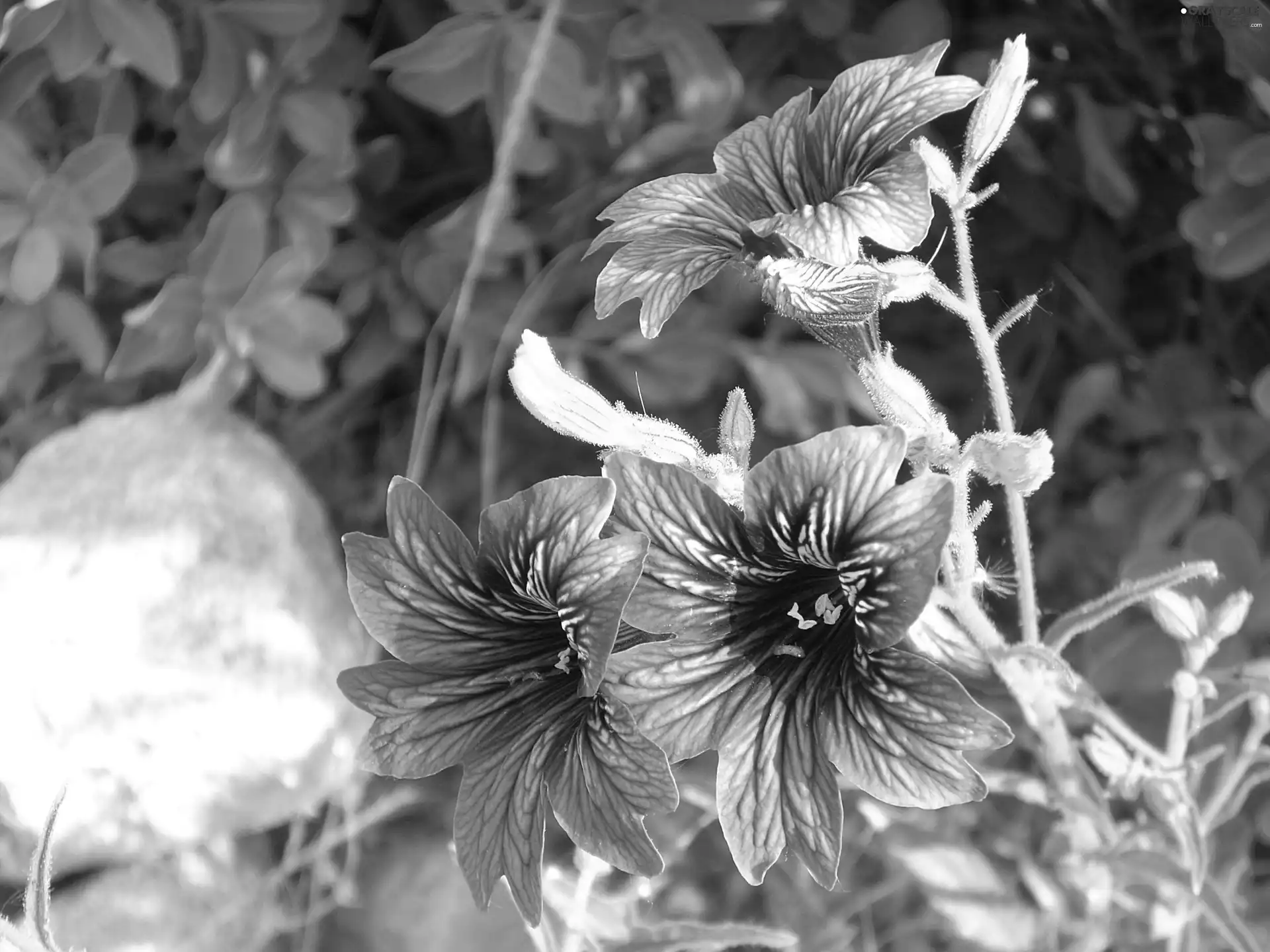 Flowers, Salpiglossis Sinuata