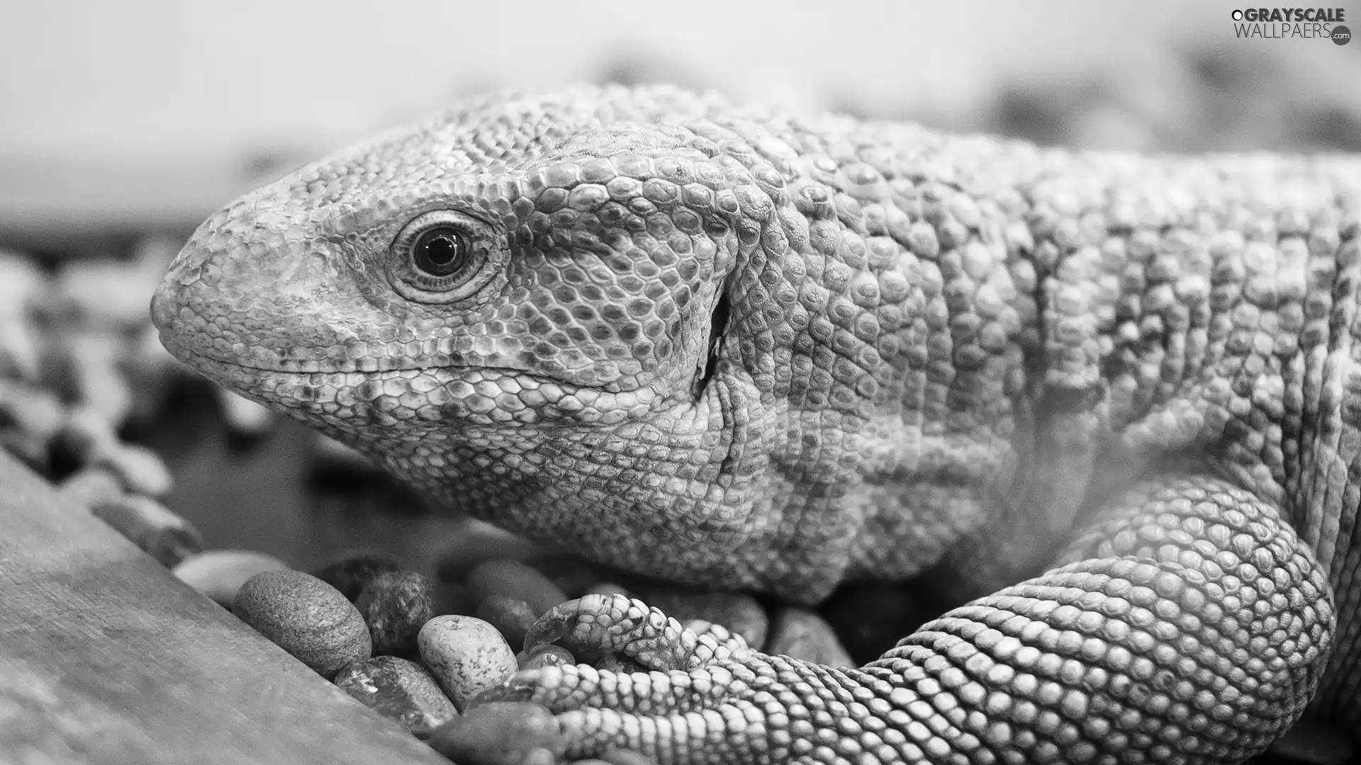 Brown, rough, skin, Iguana