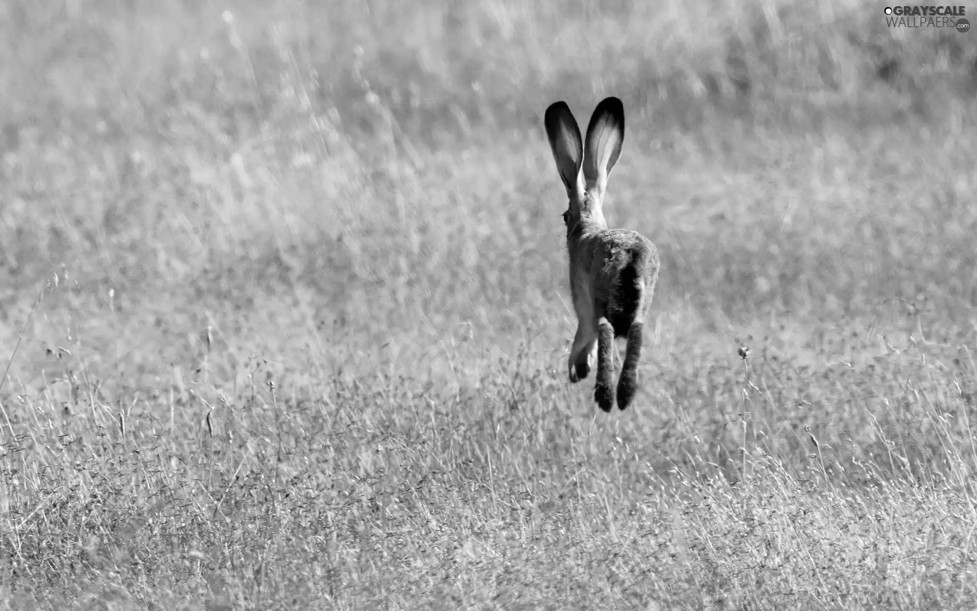 Field, Wild Rabbit, skip