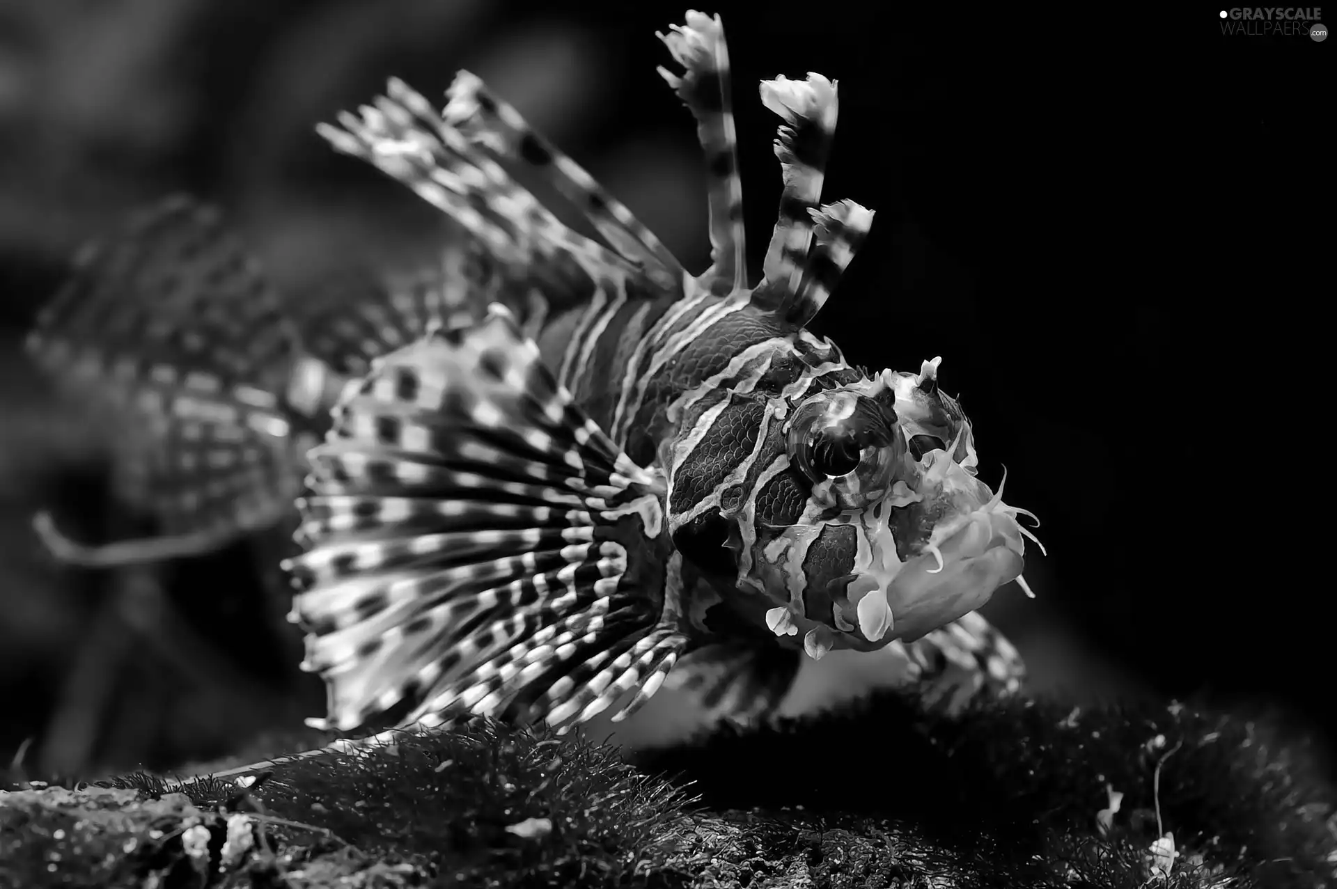 fish, skrzydlica