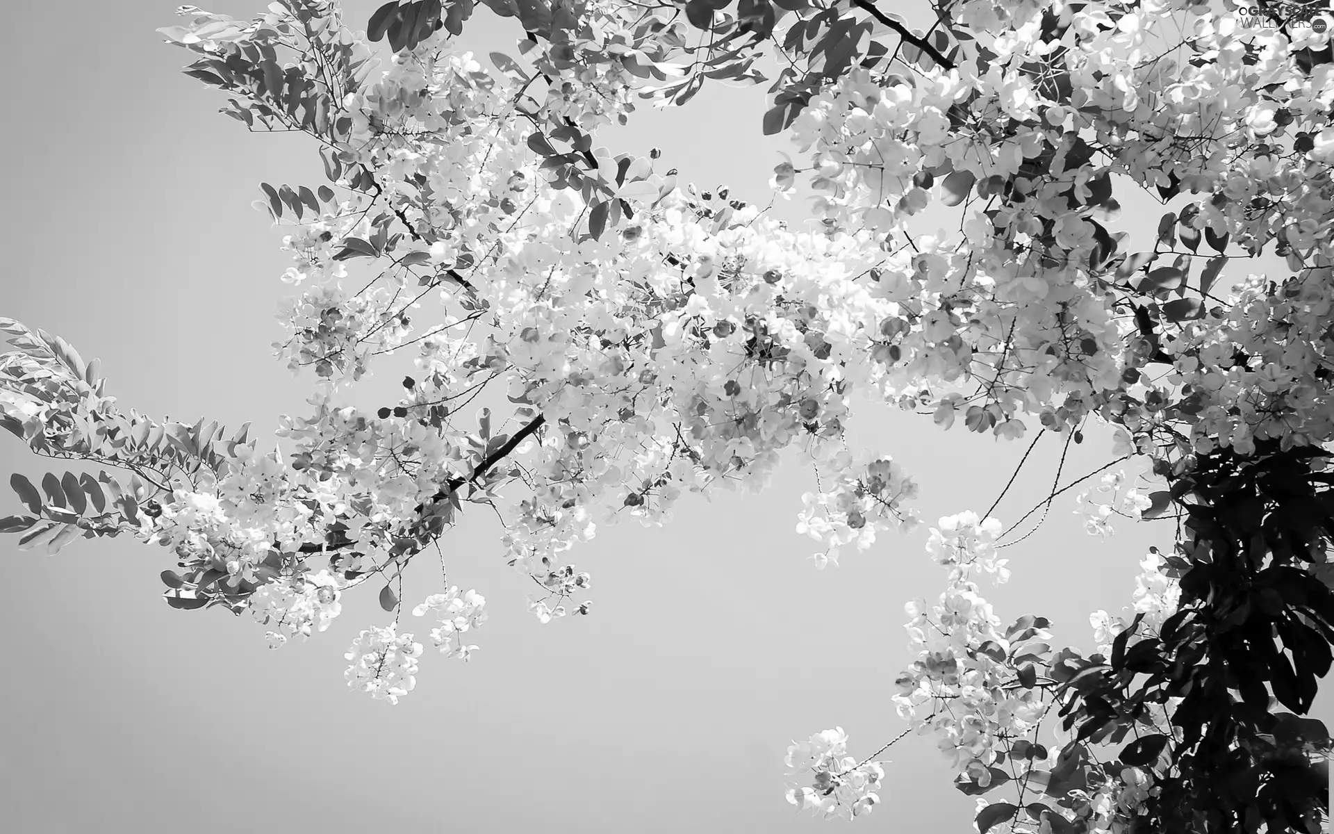 Sky, Blossoming, acacia