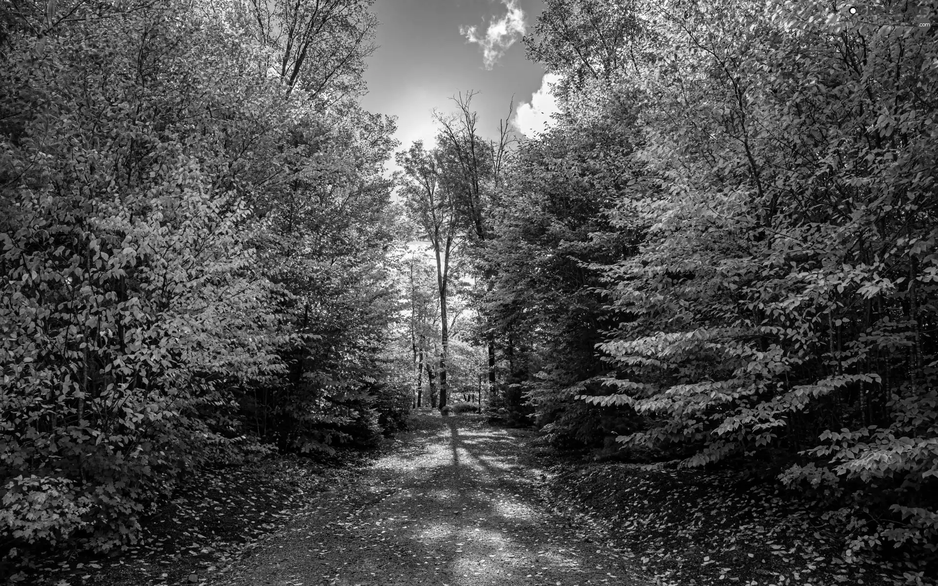 viewes, Path, autumn, Leaf, sun, trees, Park, Sky