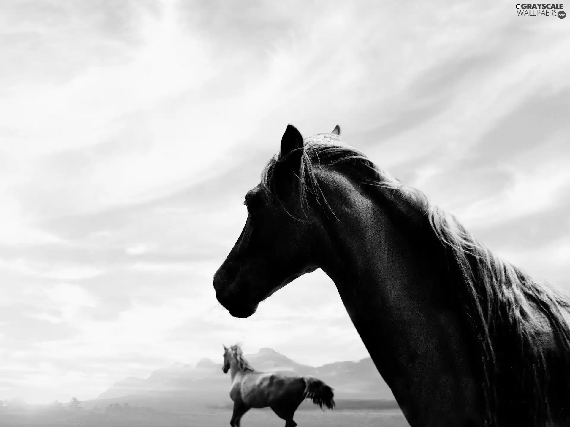 bay, White, Sky, bloodstock