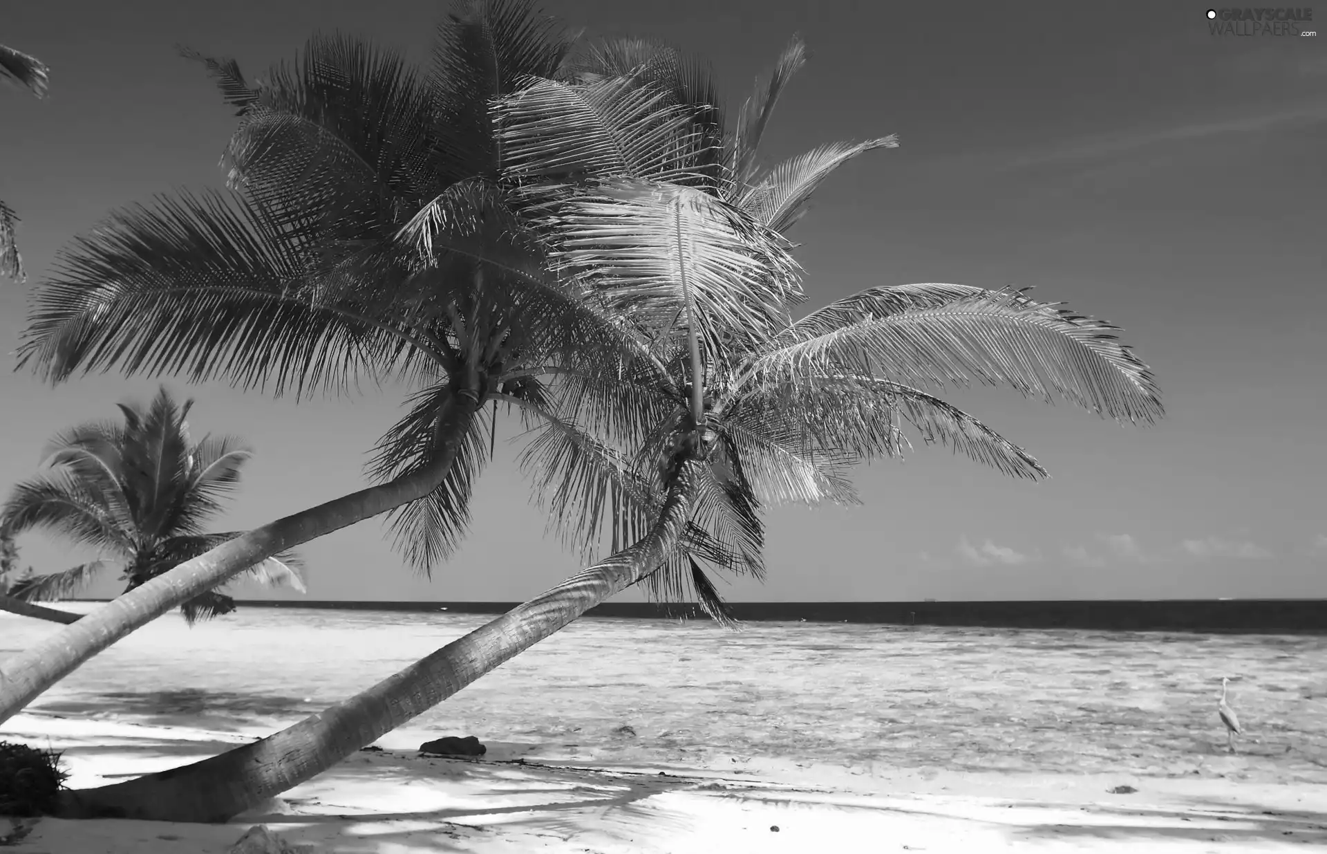 Sky, Beaches, Palms, coconut, Sloping