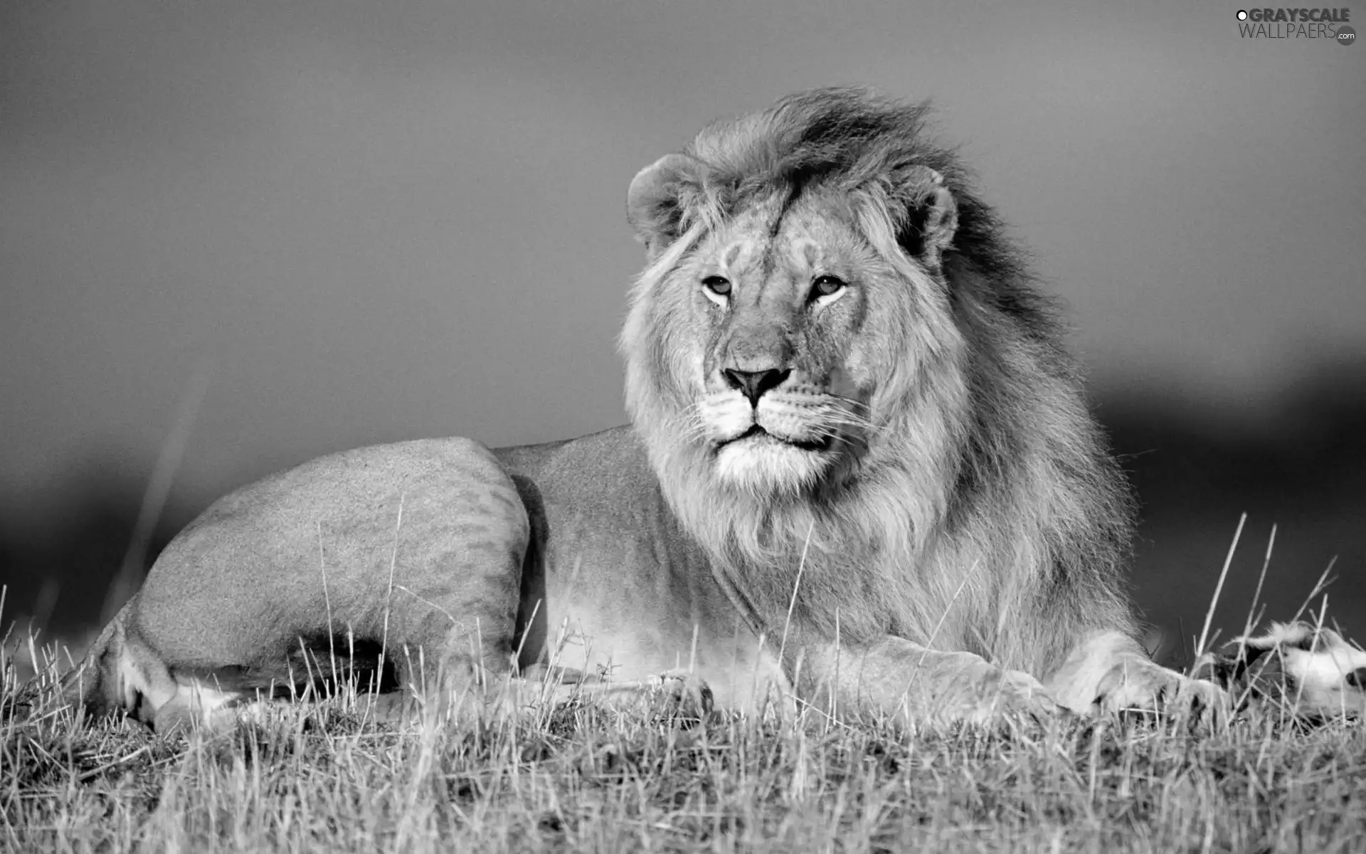 Beatyfull, The look, Sky, Lion