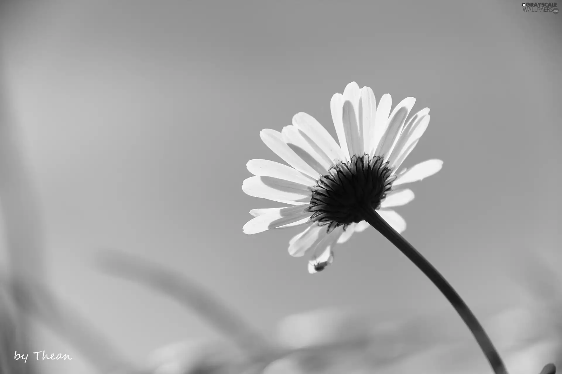 Sky, Daisy, blue