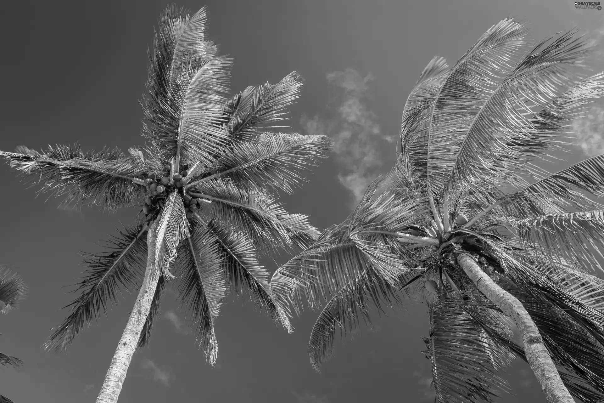 Sky, Palms, blue