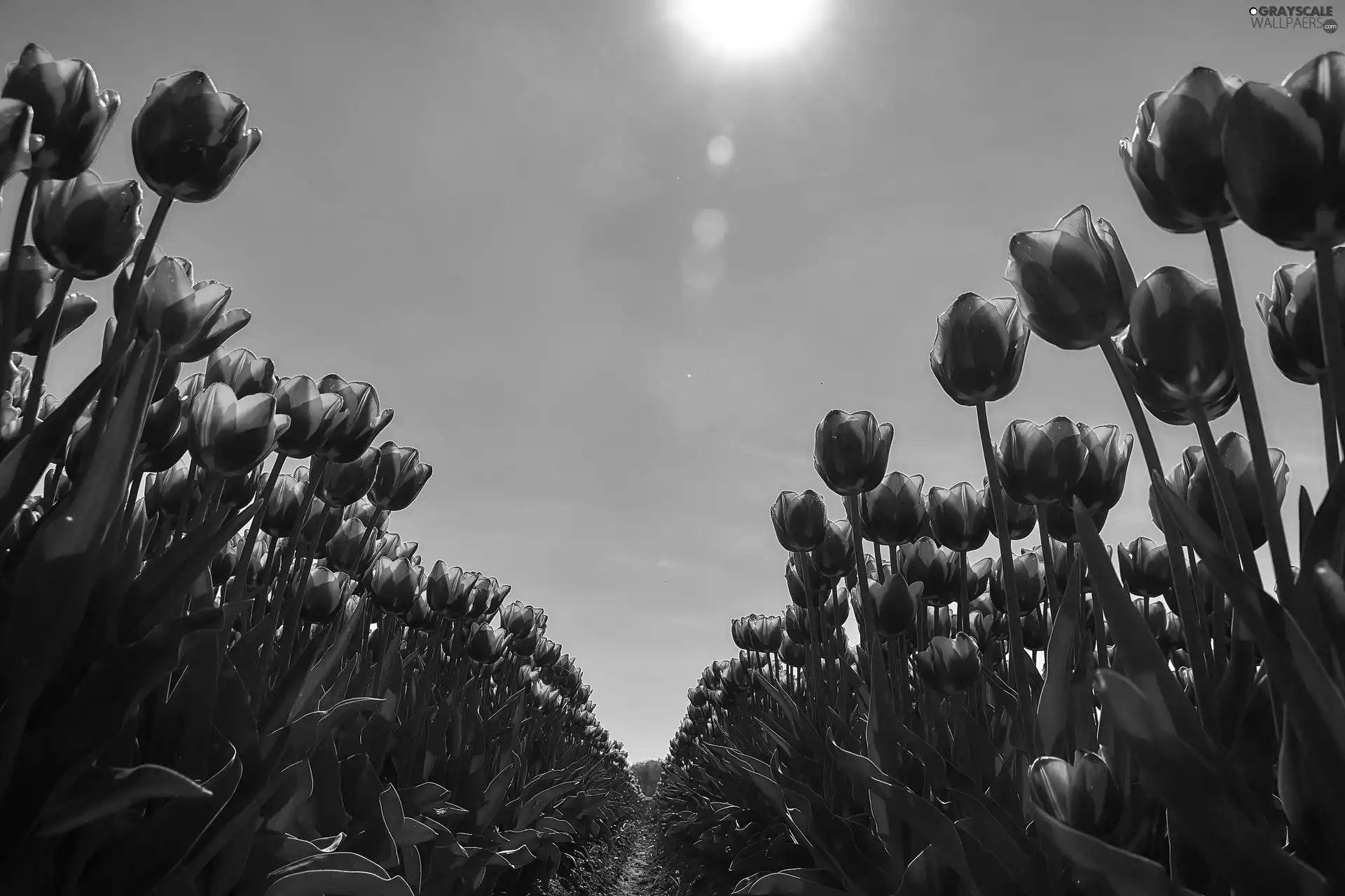 Sky, Tulips, blue