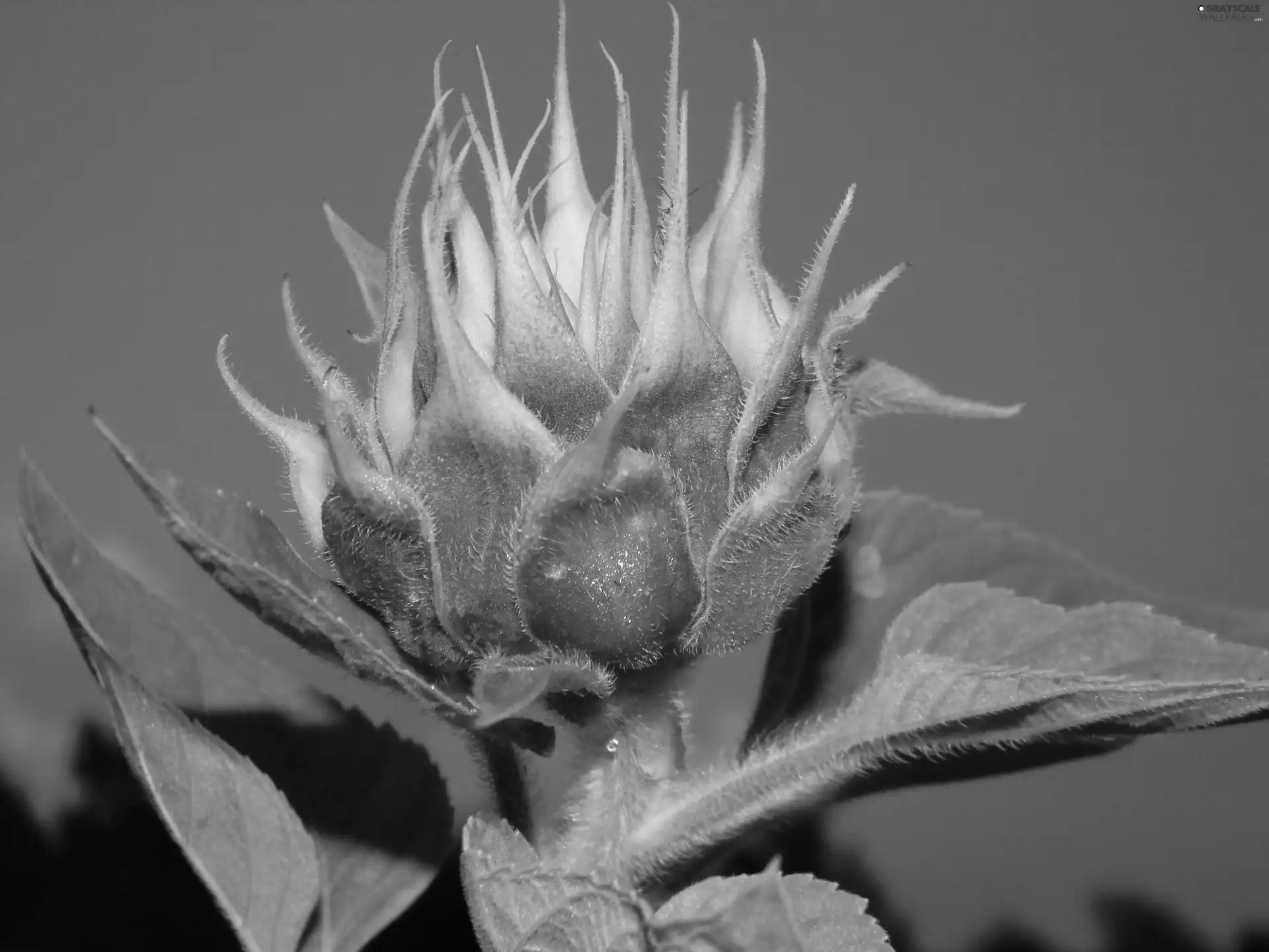 Sky, Sunflower, bud