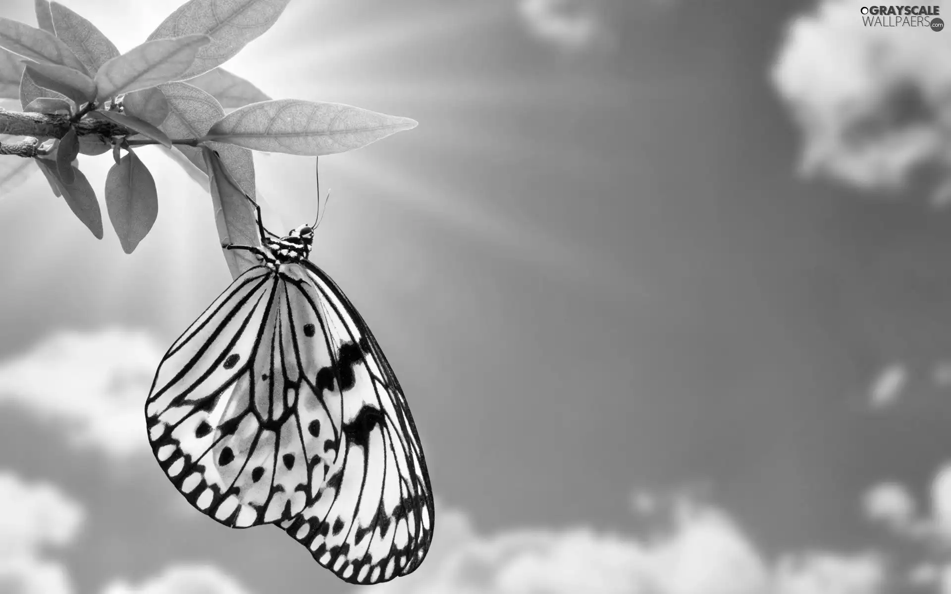 Sky, White, butterfly