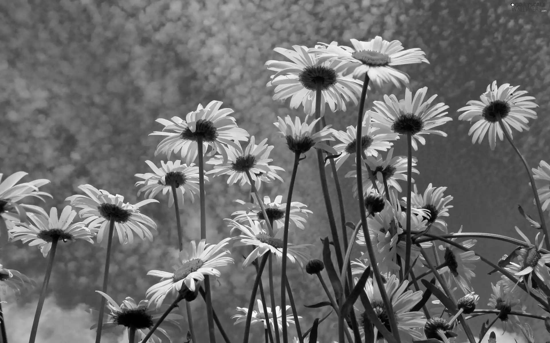 daisy, Sky