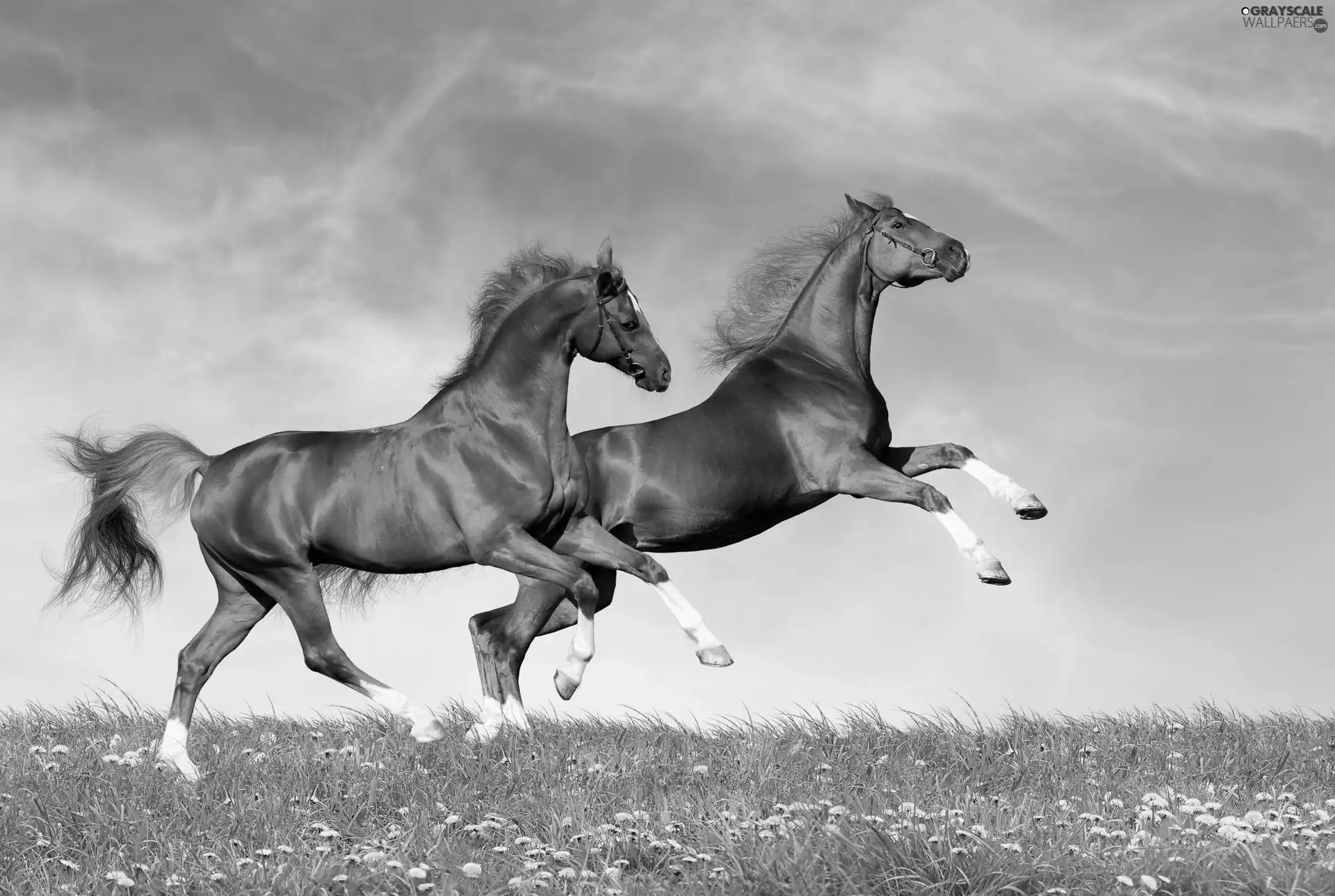 Two cars, Meadow, Sky, bloodstock