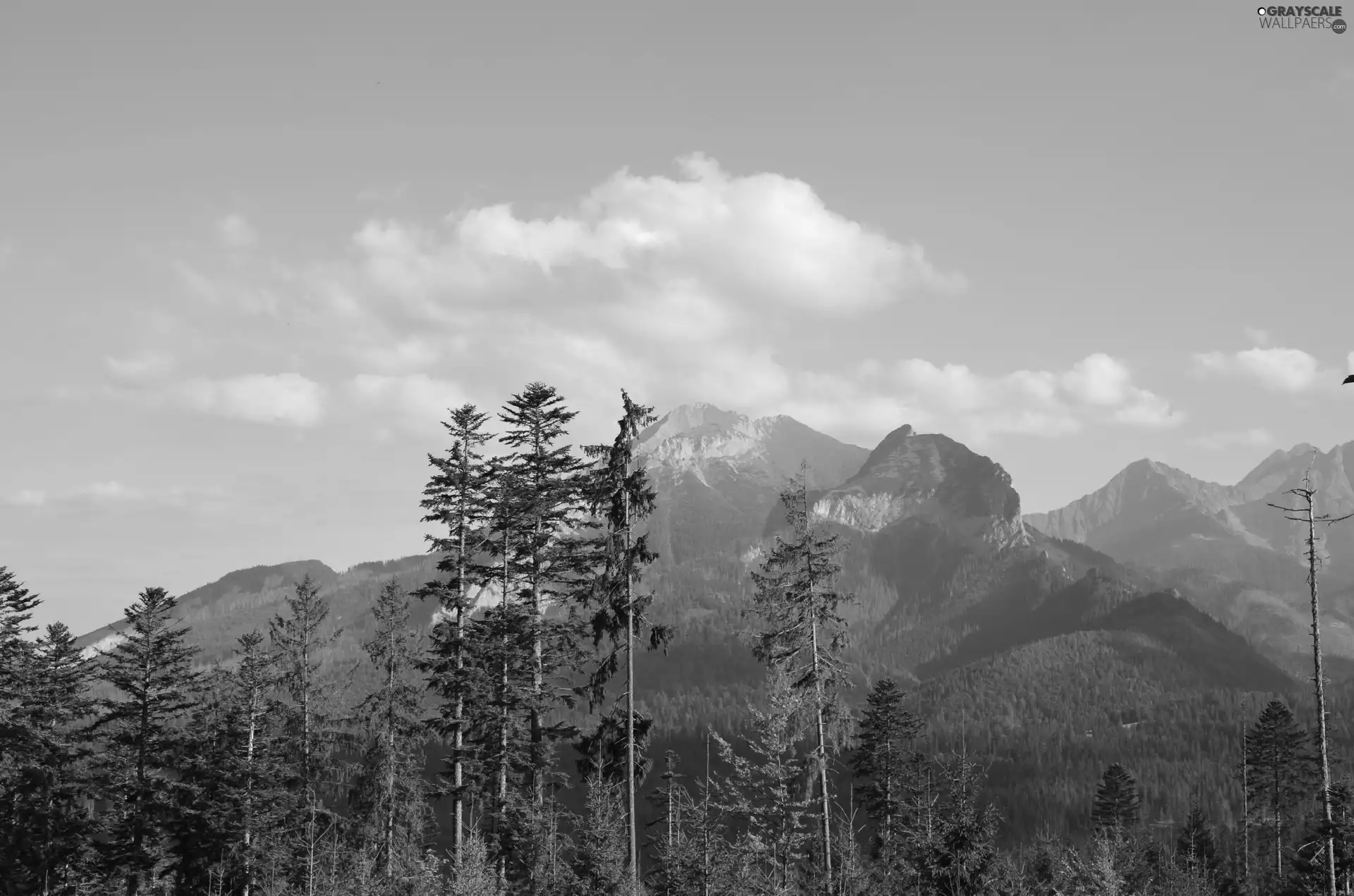 Sky, Cloud, trees, viewes, Mountains