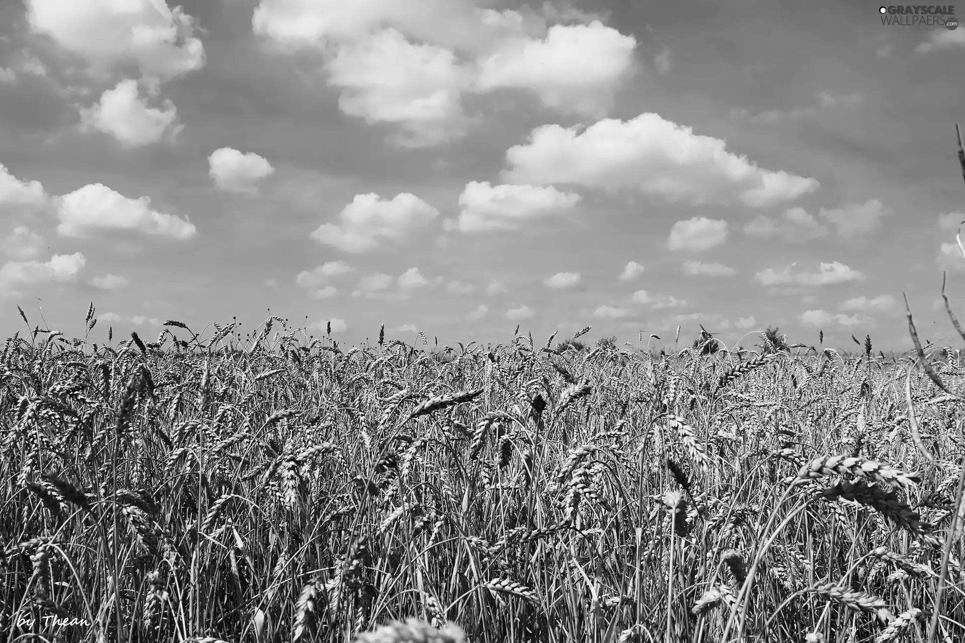 Sky, clouds, Field, blue, corn
