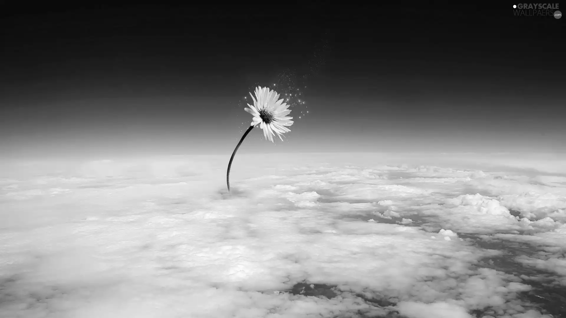 Sky, daisy, clouds