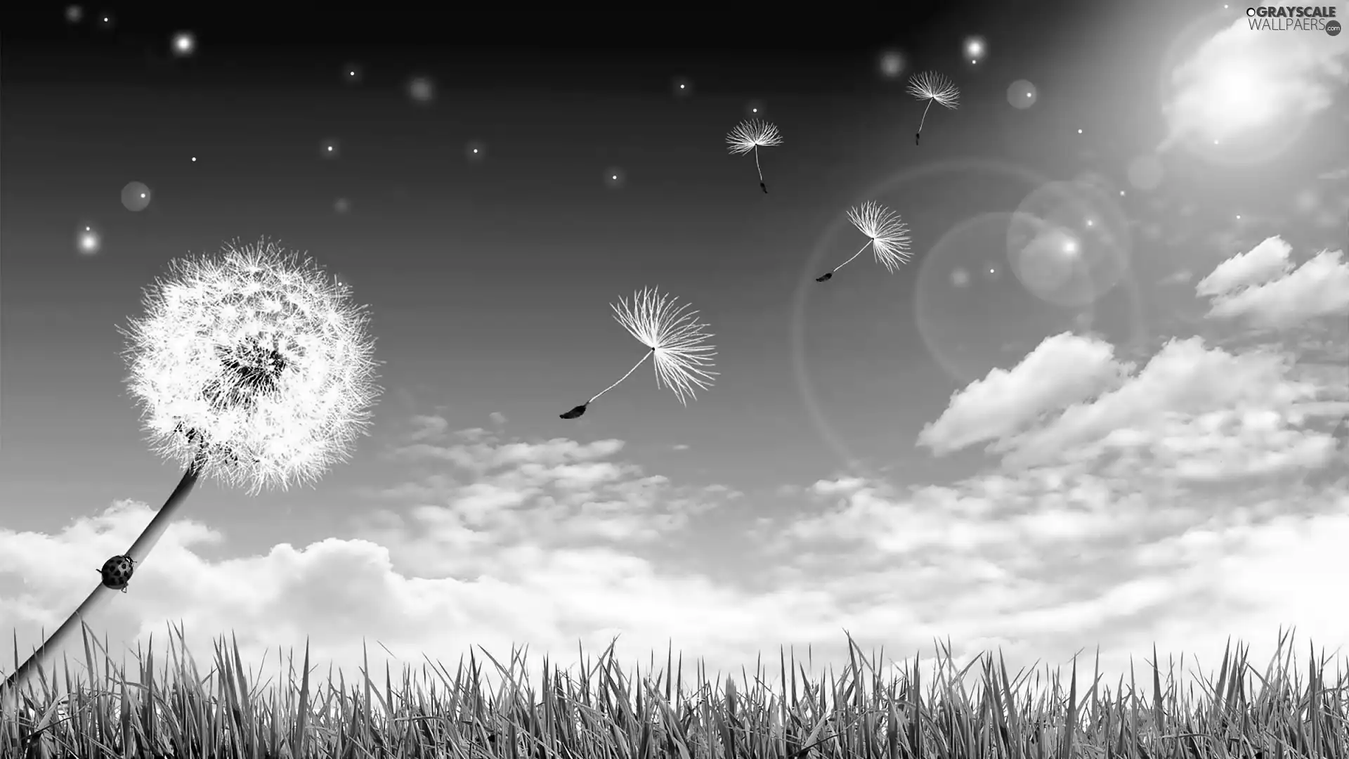 Sky, clouds, grass, dandelion, ladybird
