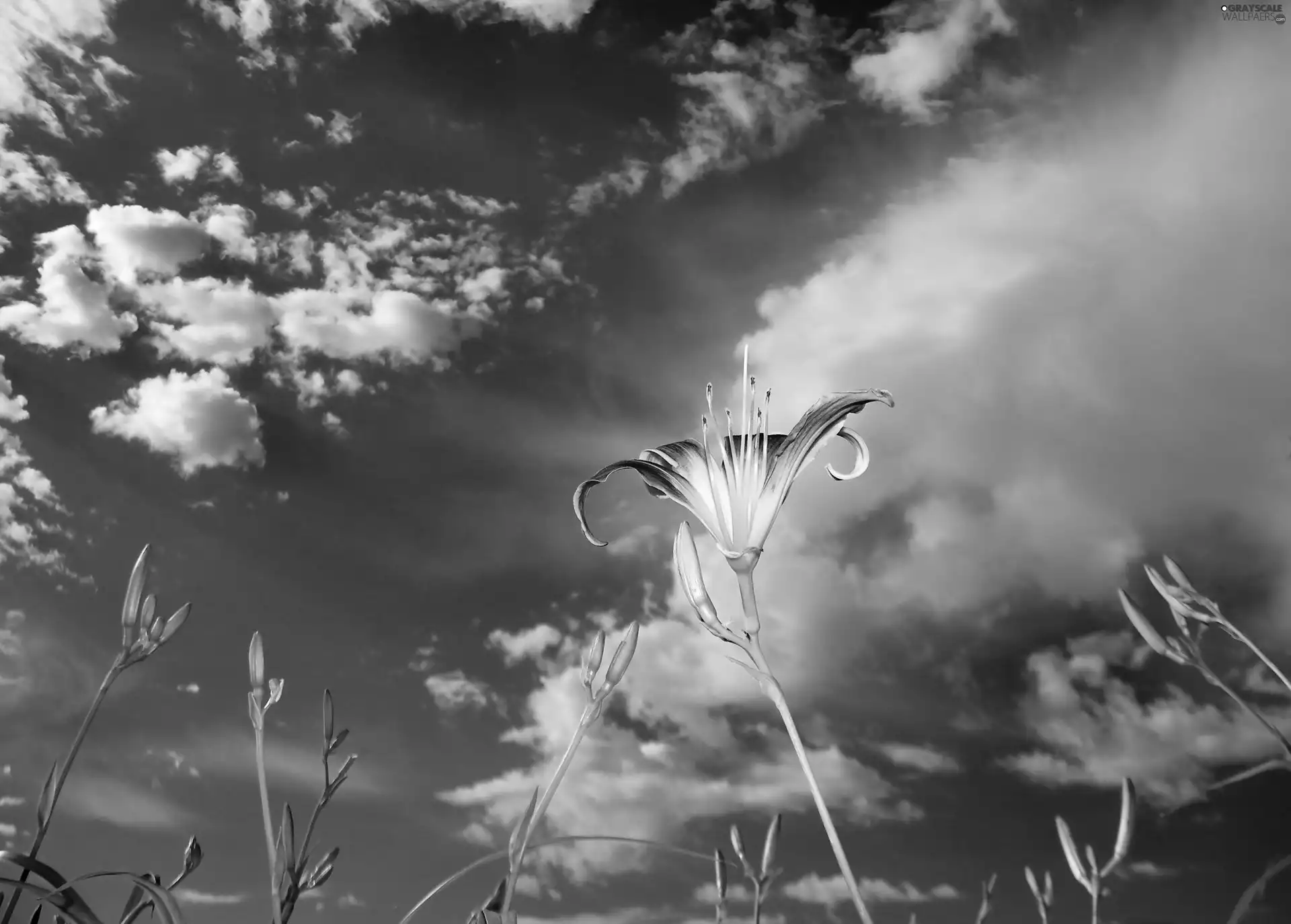 Sky, lilies, clouds