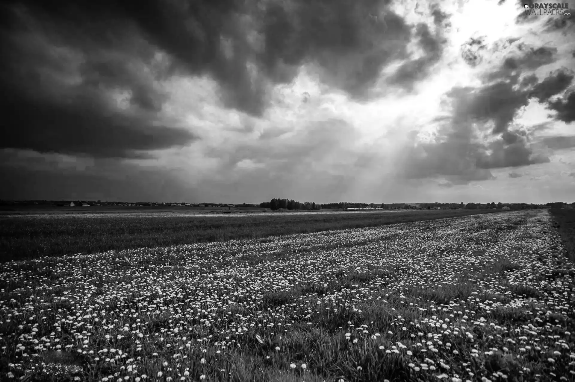 Sky, Meadow, clouds