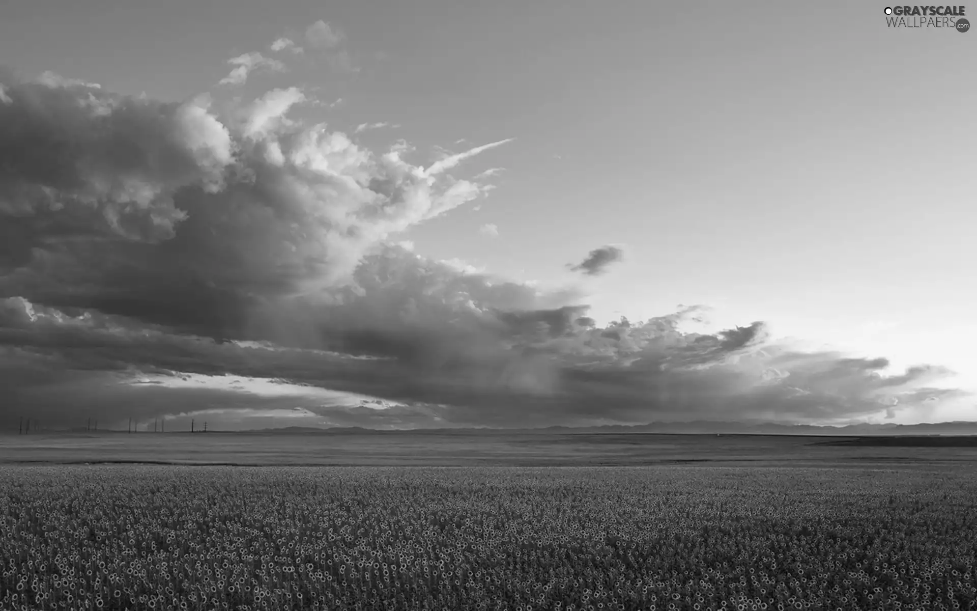 Sky, Meadow, clouds