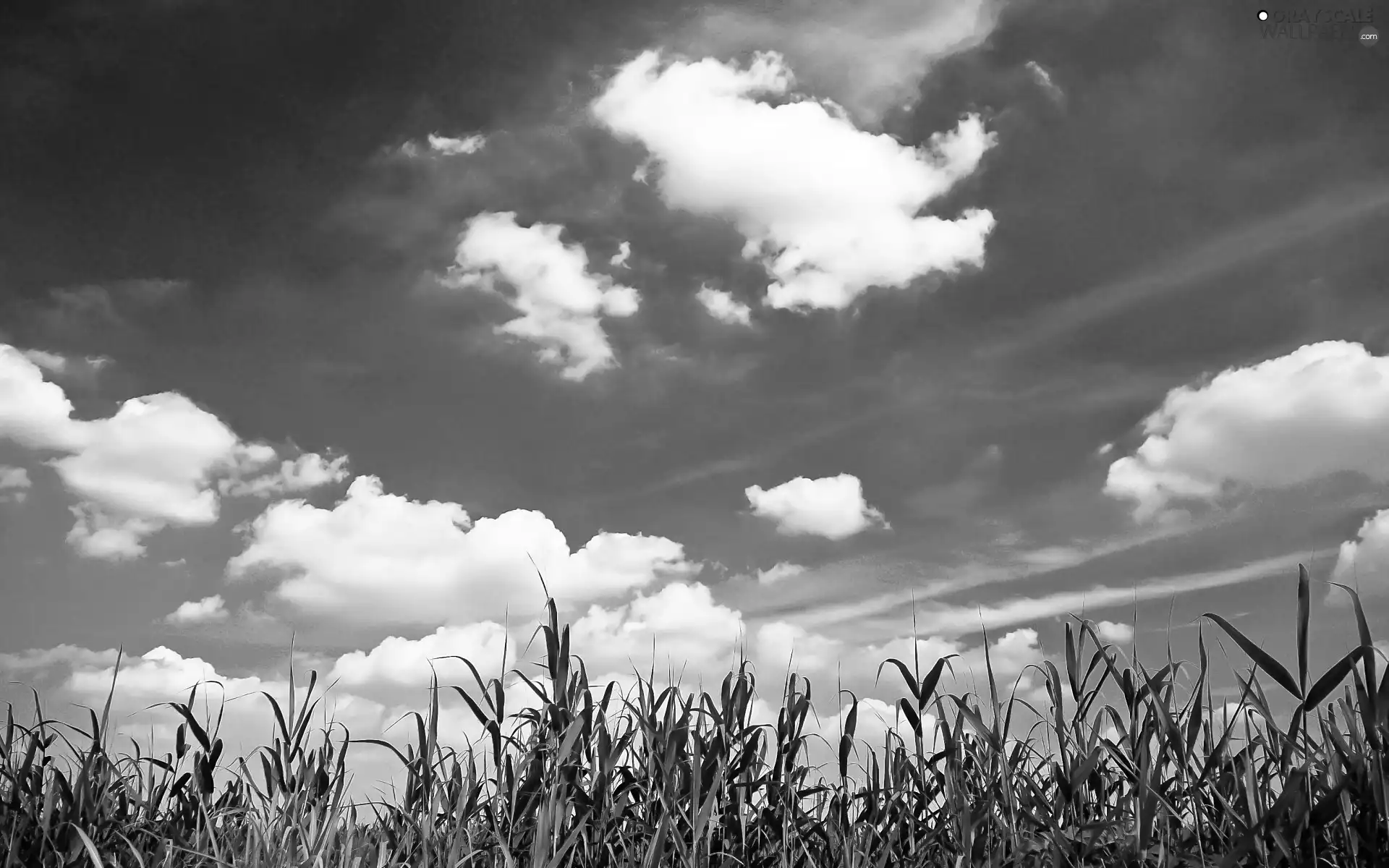 Sky, summer, clouds