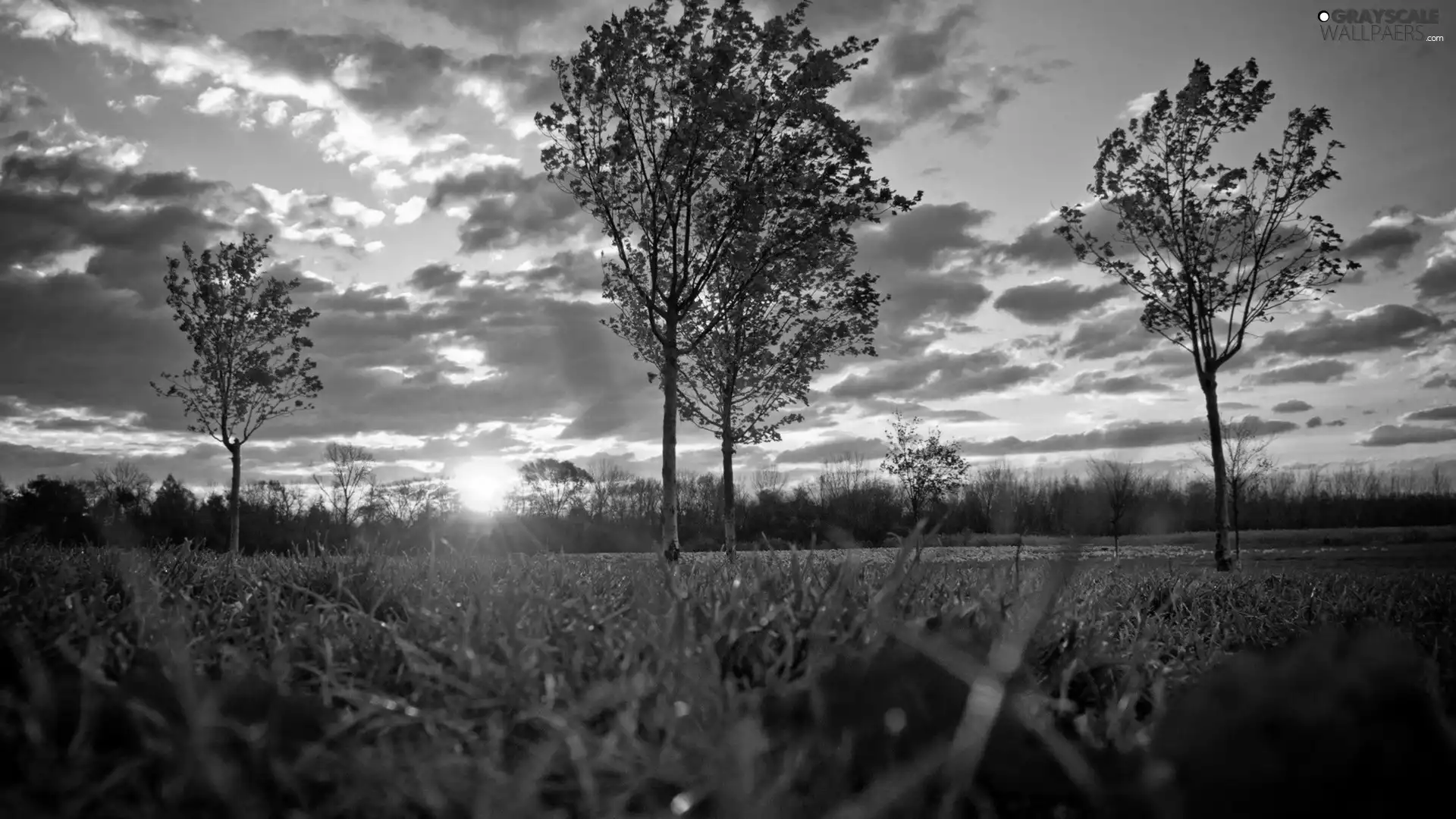 Sky, clouds, viewes, grass, trees