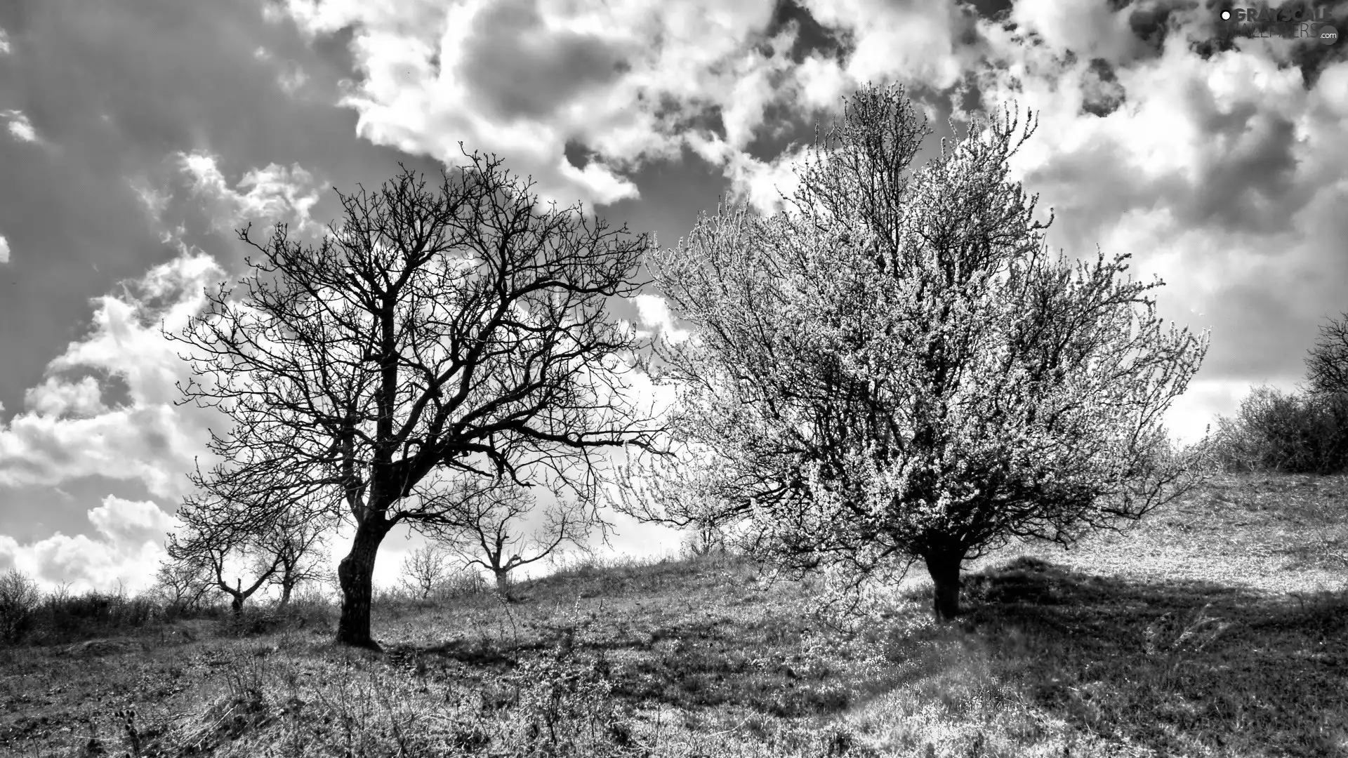 trees, grass, Sky, clouds, viewes, Meadow