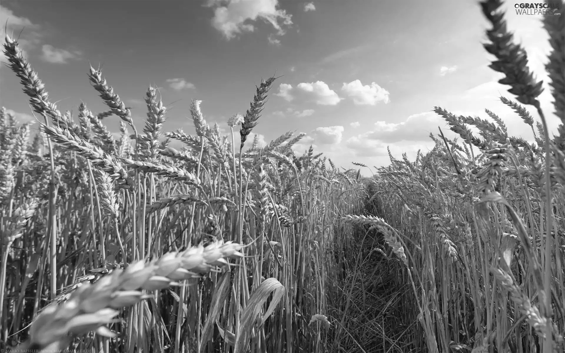 Sky, Field, corn