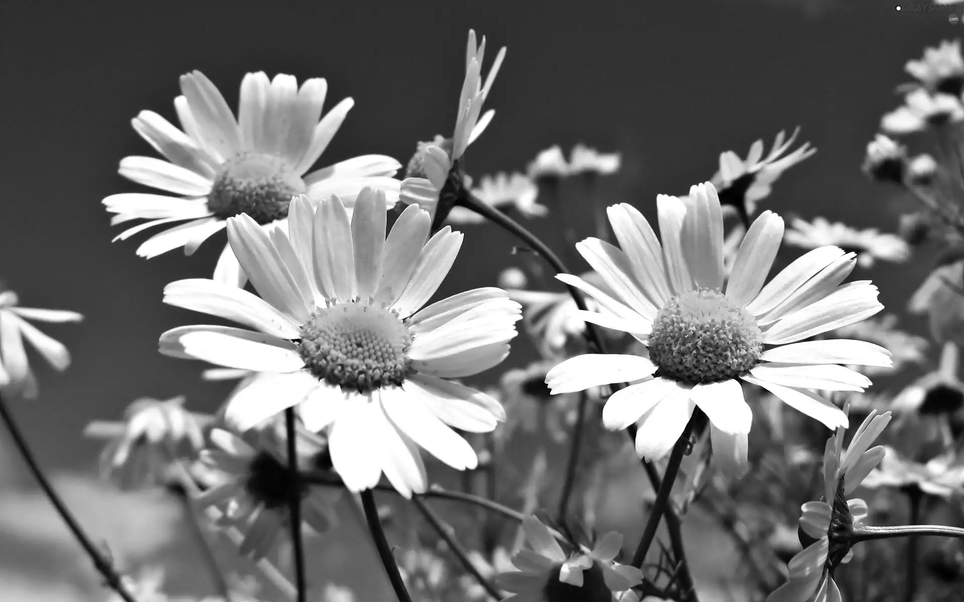 Sky, Flowers, Daisy