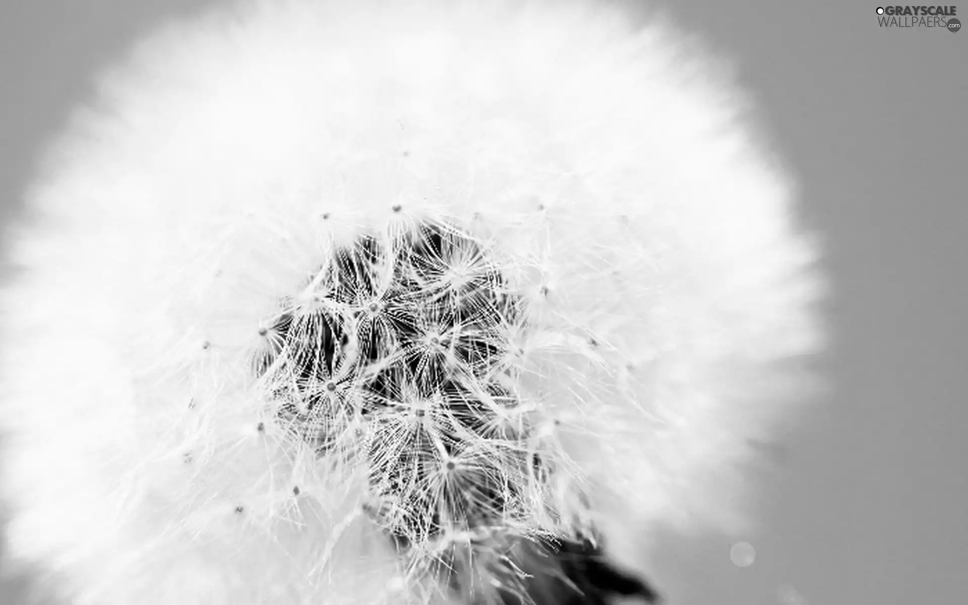 dandelion, Sky