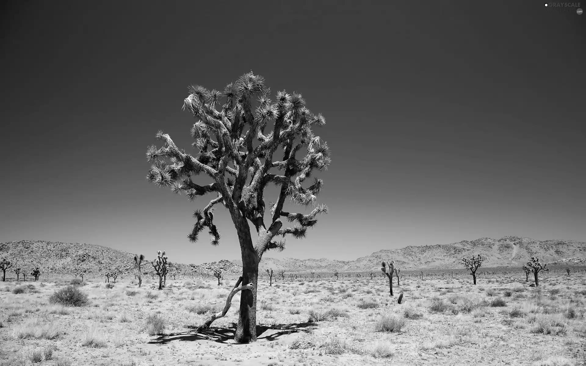 Sky, trees, Desert