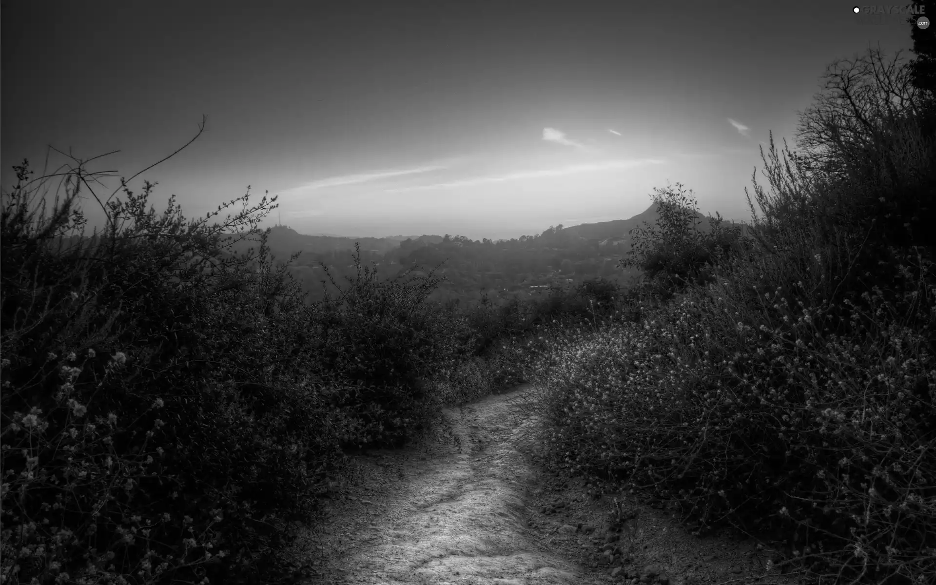 Field, Bush, Sky, Path