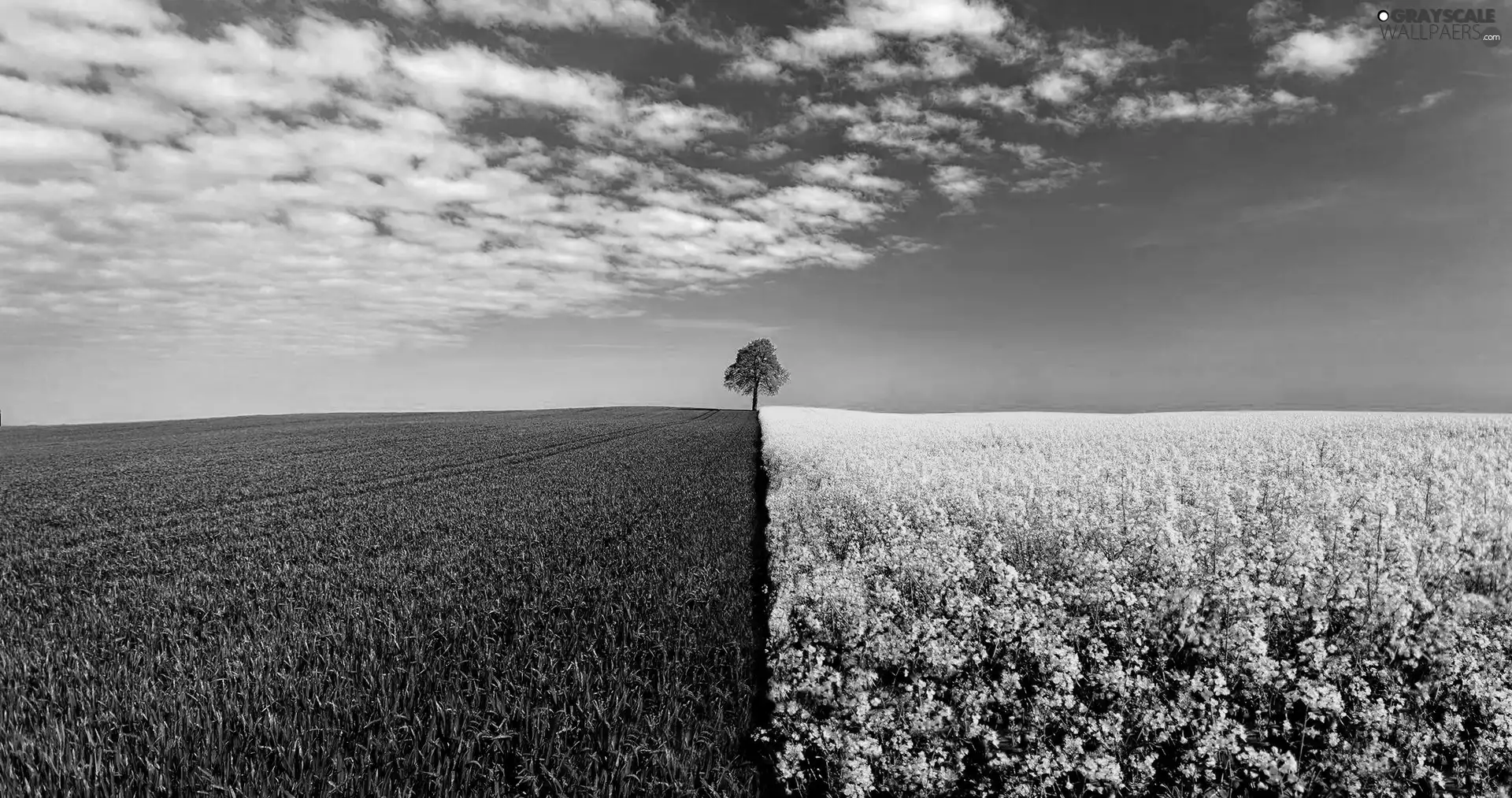 field, trees, Sky, cultivated