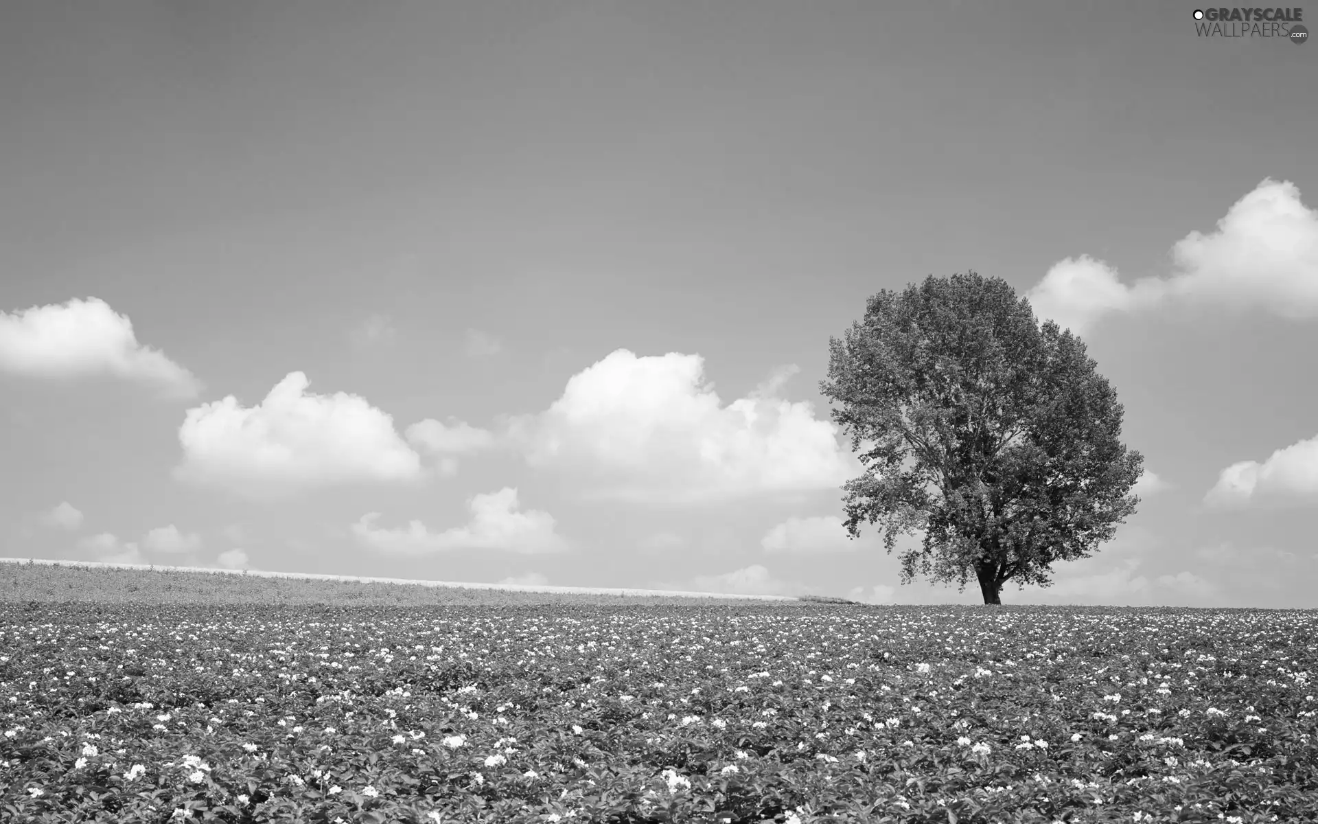 Sky, trees, Field
