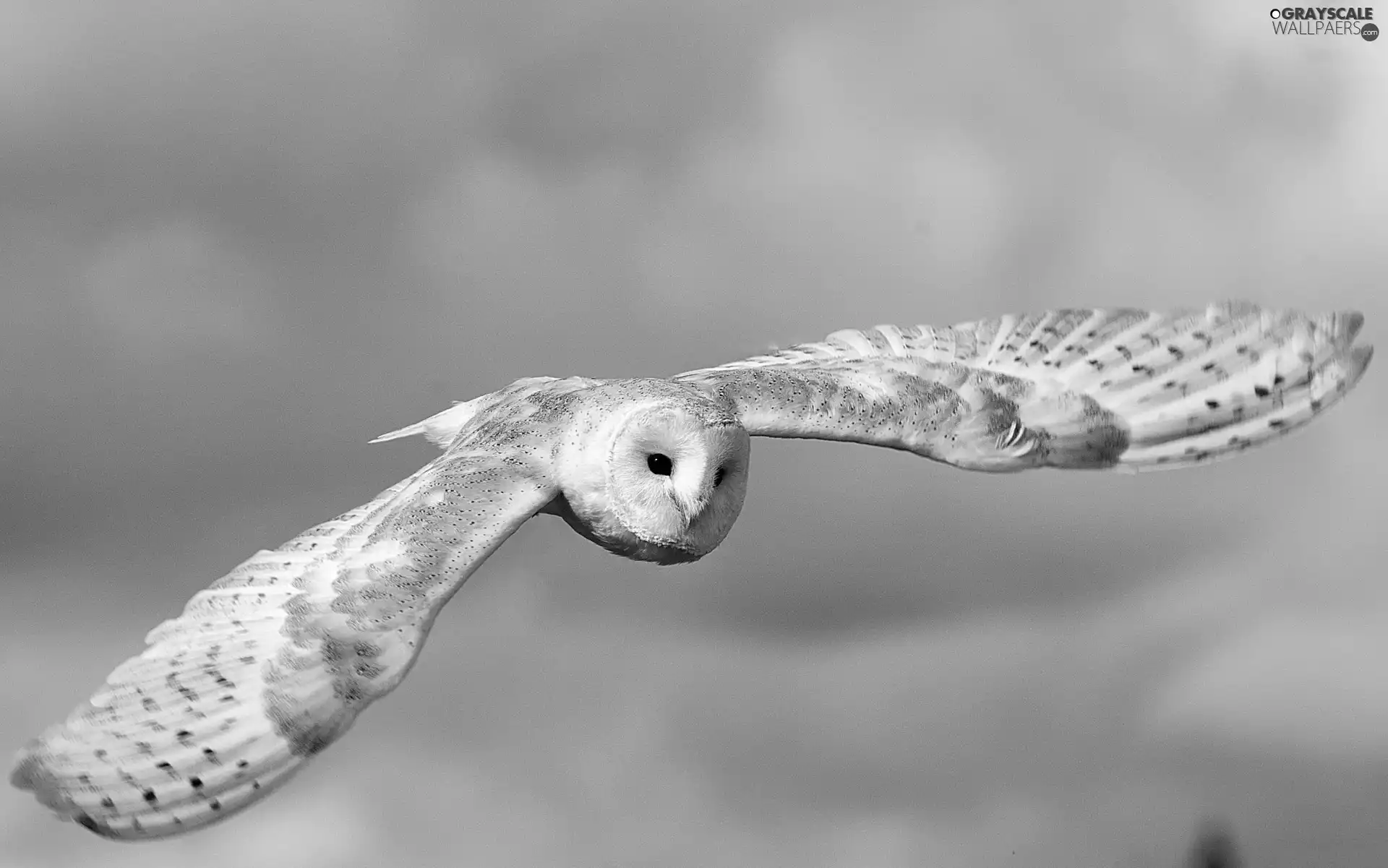 Floating, Barn, Sky, owl