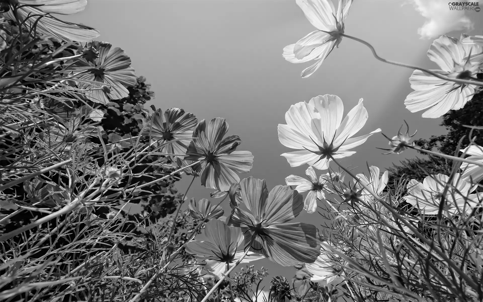 Cosmos, color, Flowers