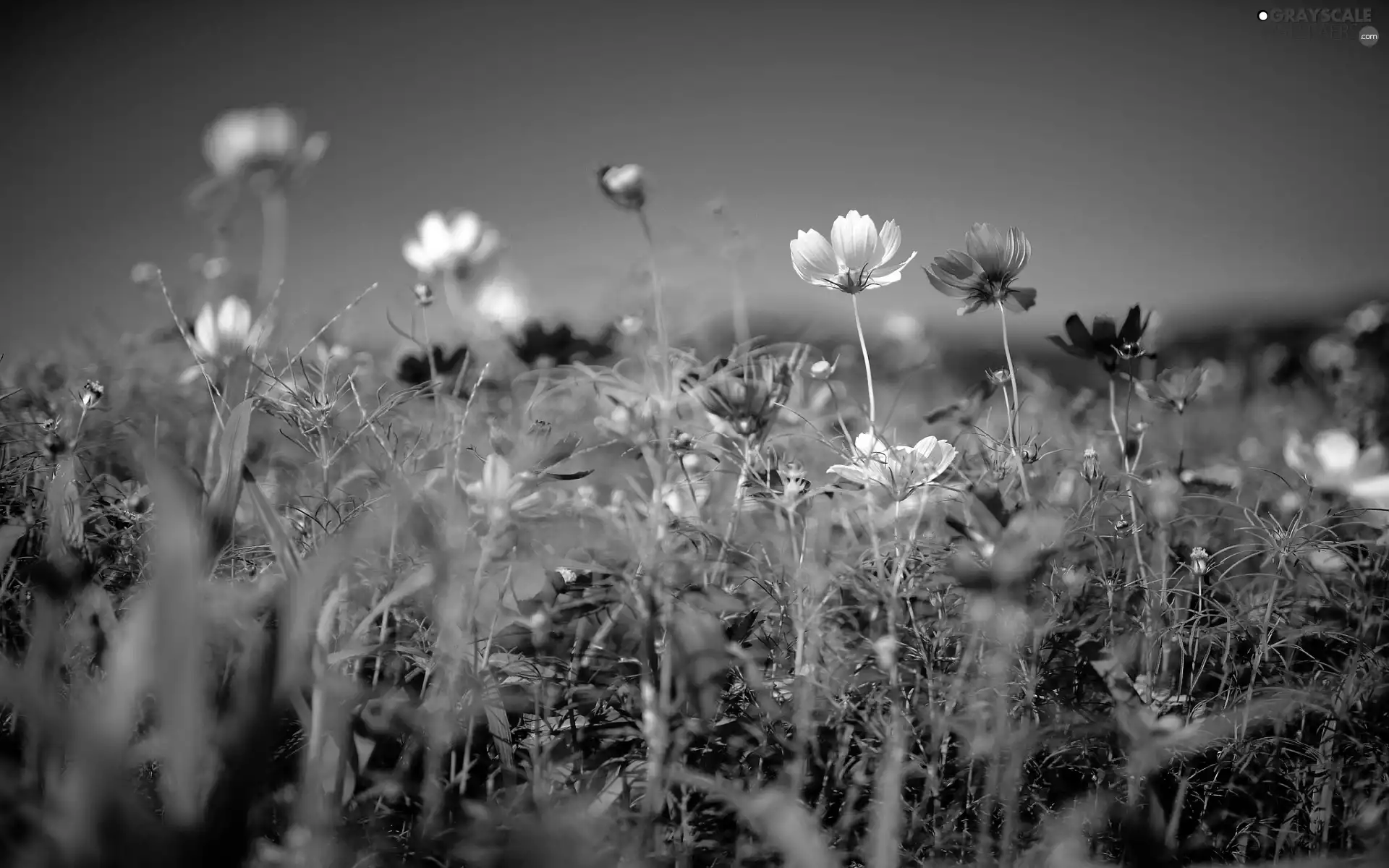 Sky, Wildflowers, Flowers