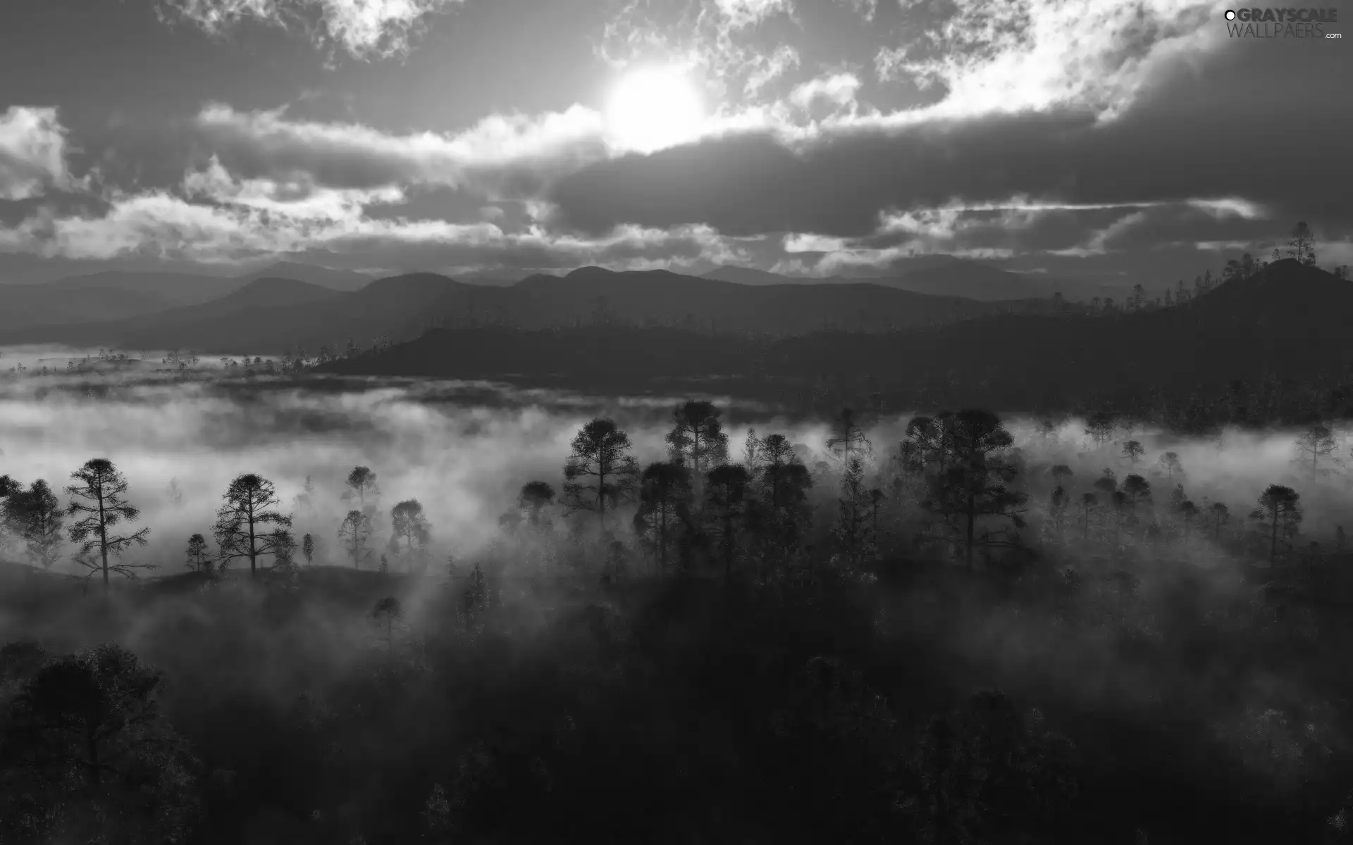 forest, cloudy, Sky, Fog