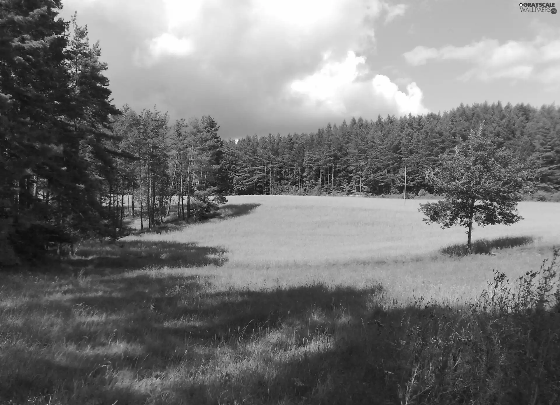 Sky, Meadow, forest