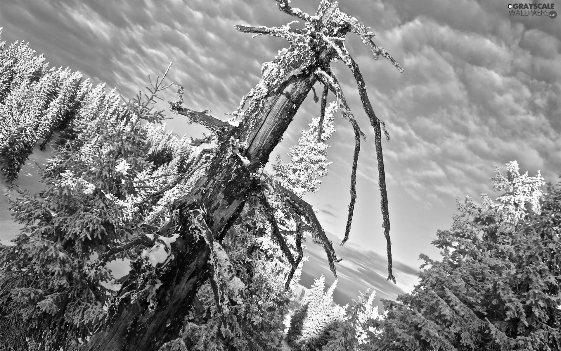 forest, viewes, Sky, trees