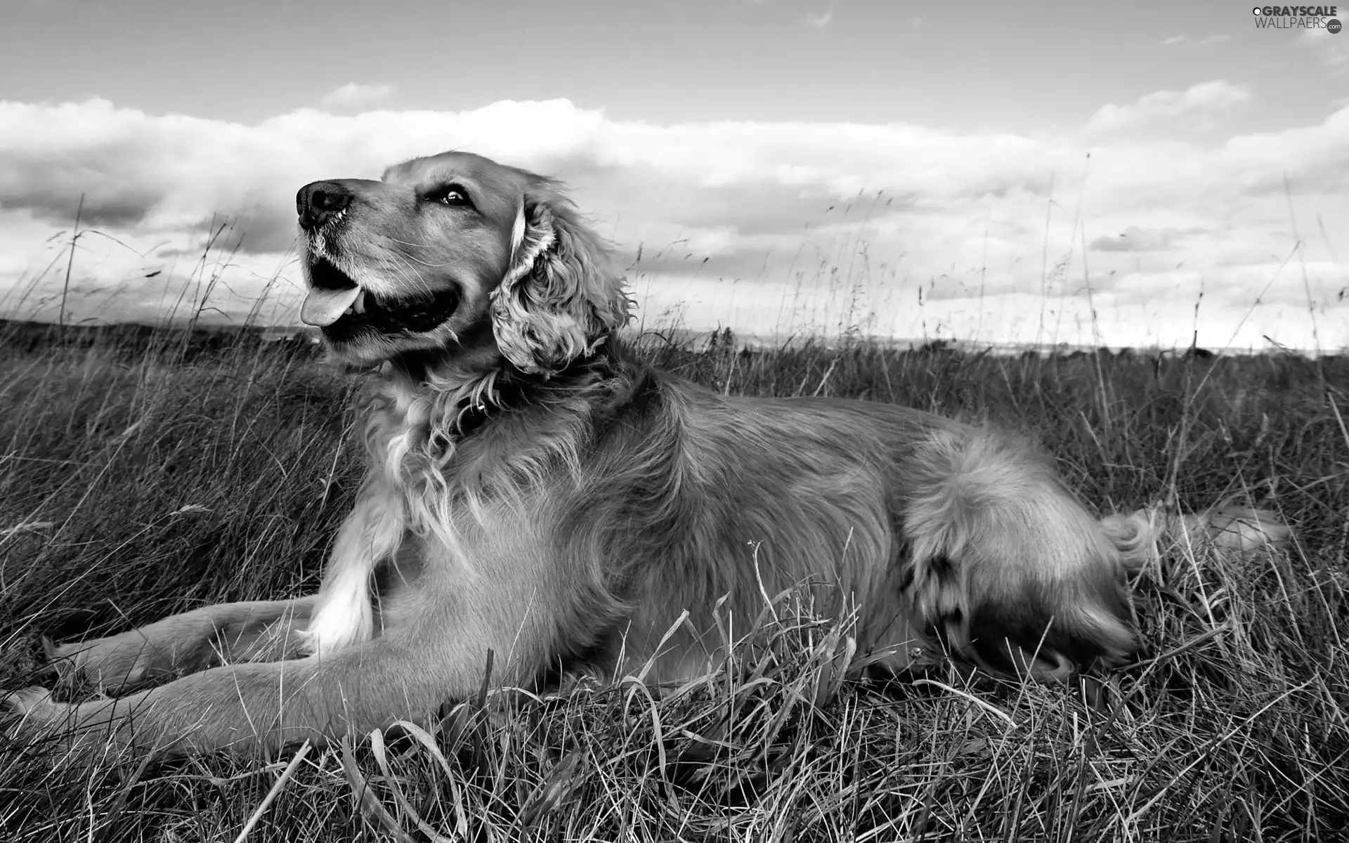 Sky, clouds, Golden Retriever, grass, dog