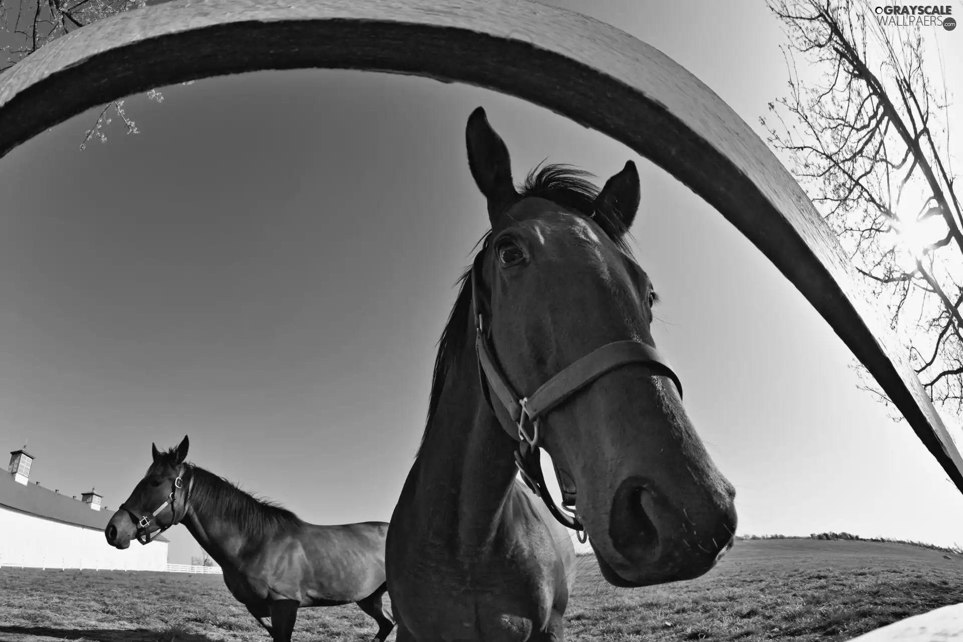 Sky, bloodstock, grass