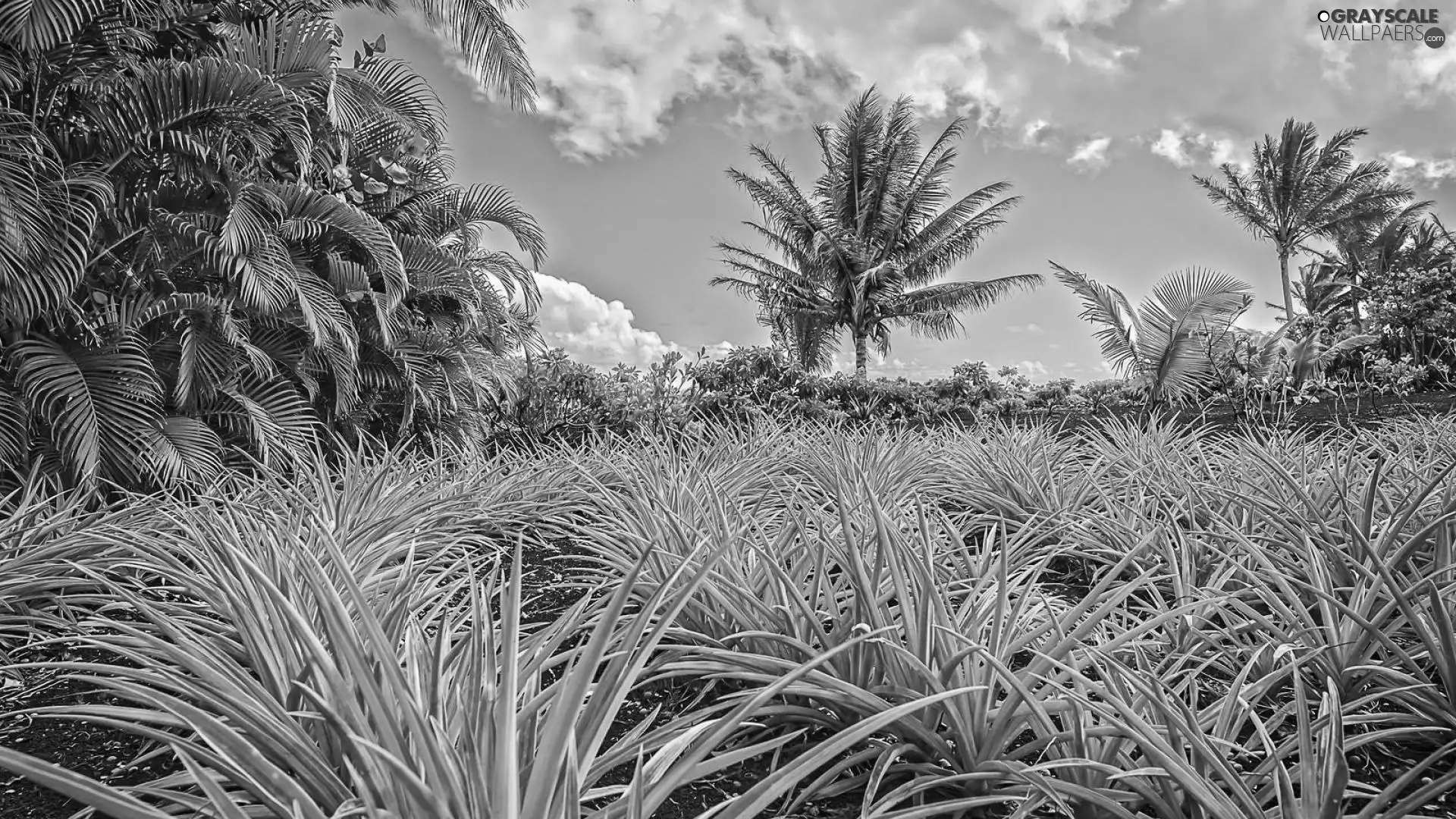 Sky, Palms, grass