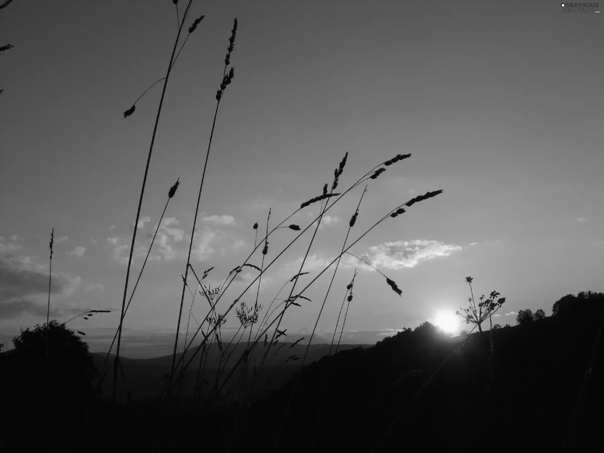 grass, Great Sunsets, Sky