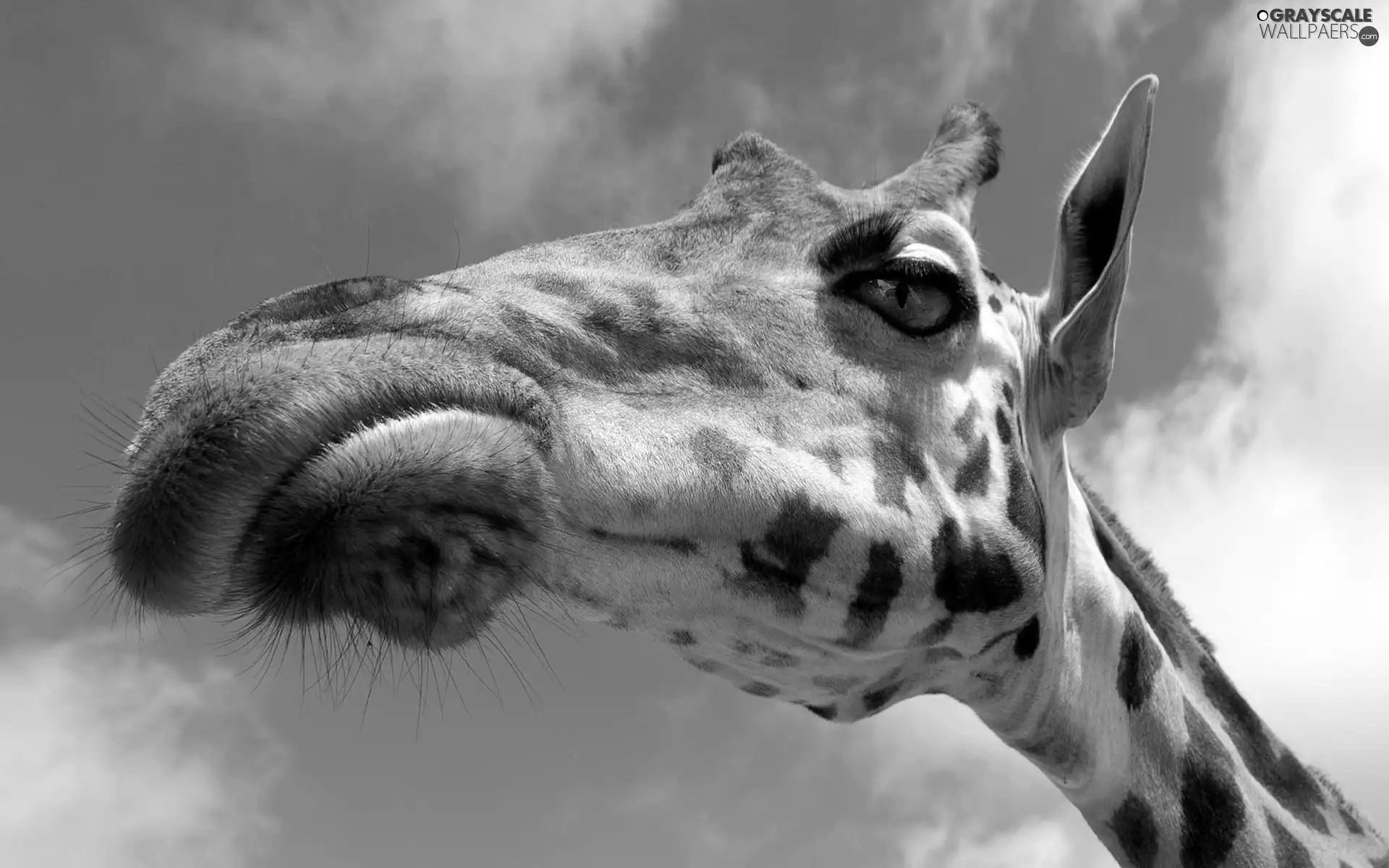 Sky, giraffe, Head