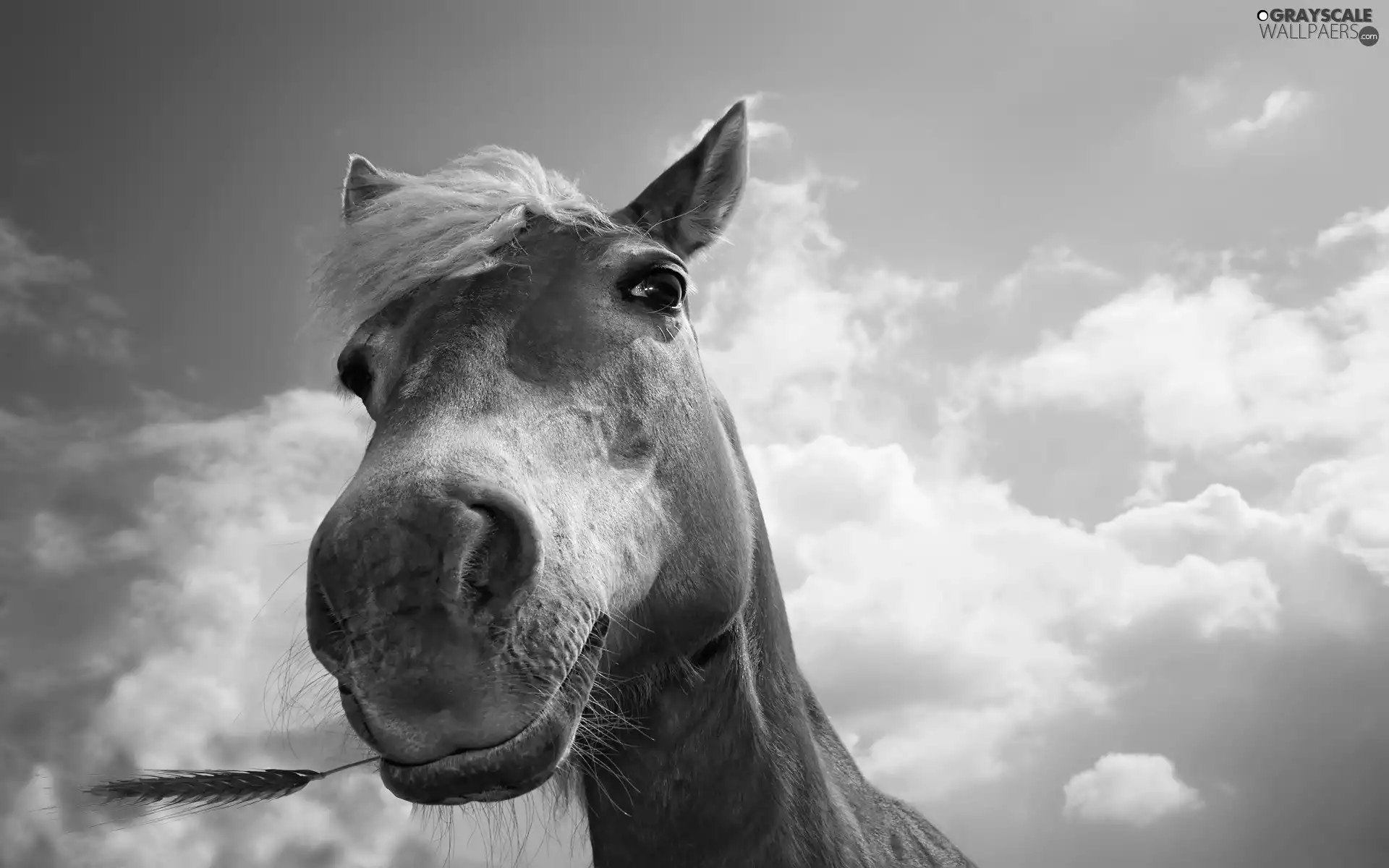 Sky, Horse, head