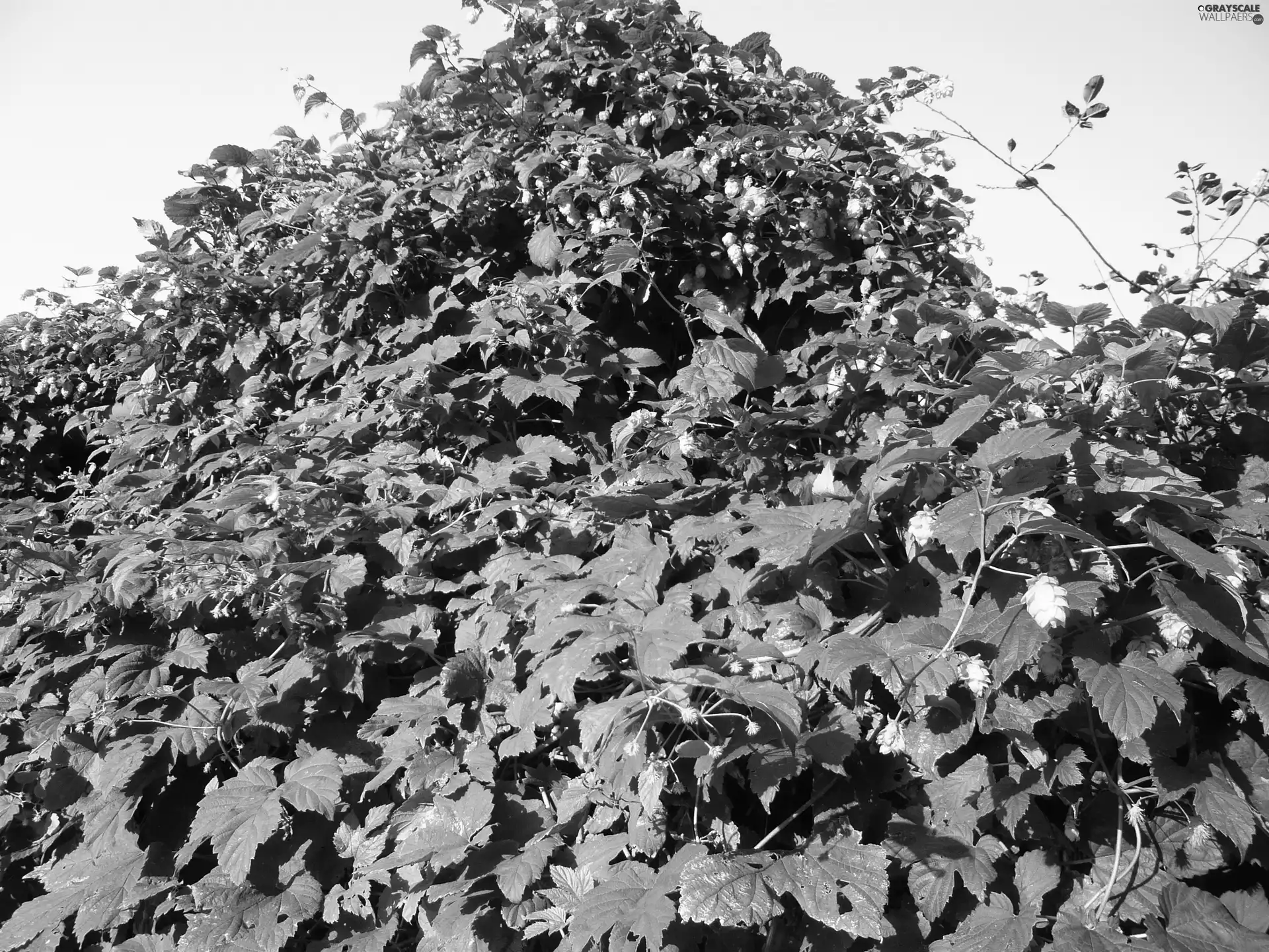 Sky, plant, hop